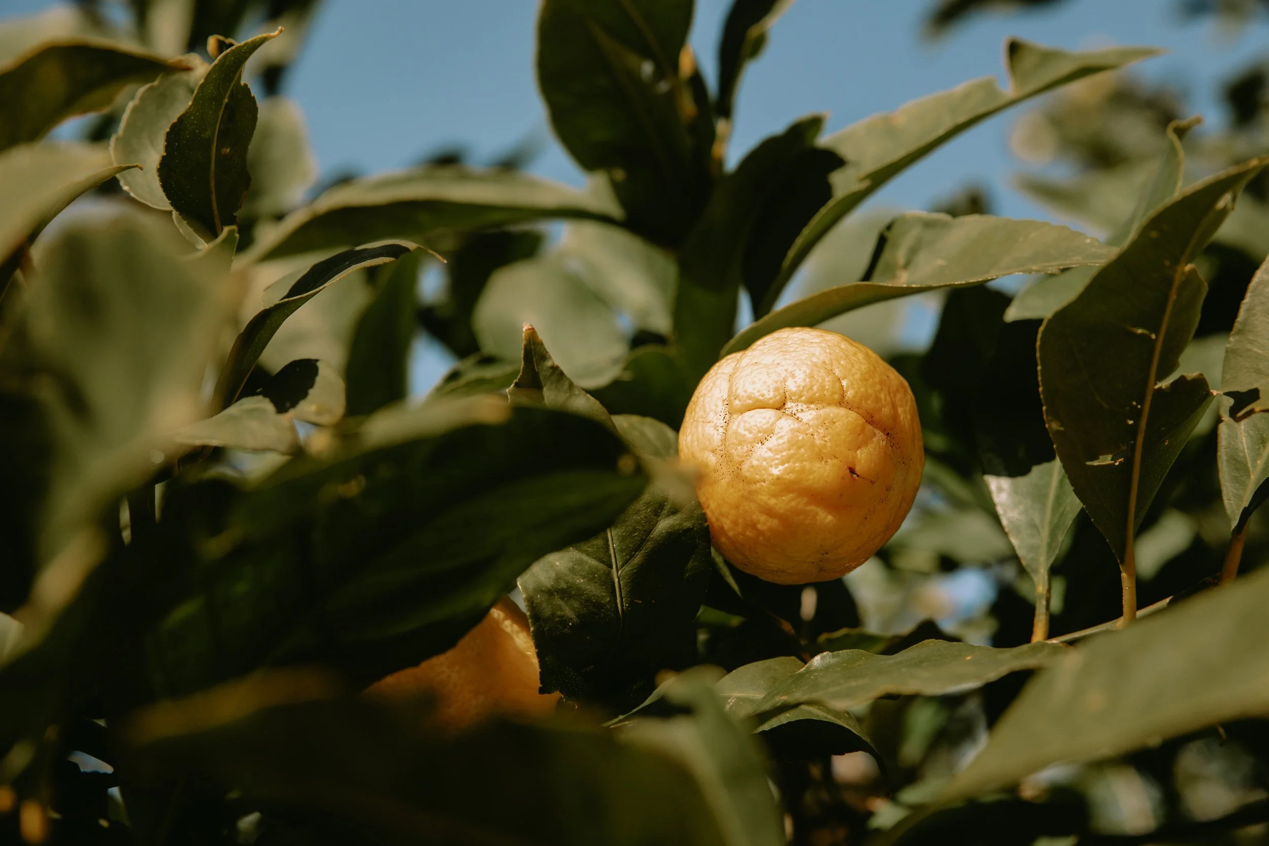 lastovo (186 of 186).jpg