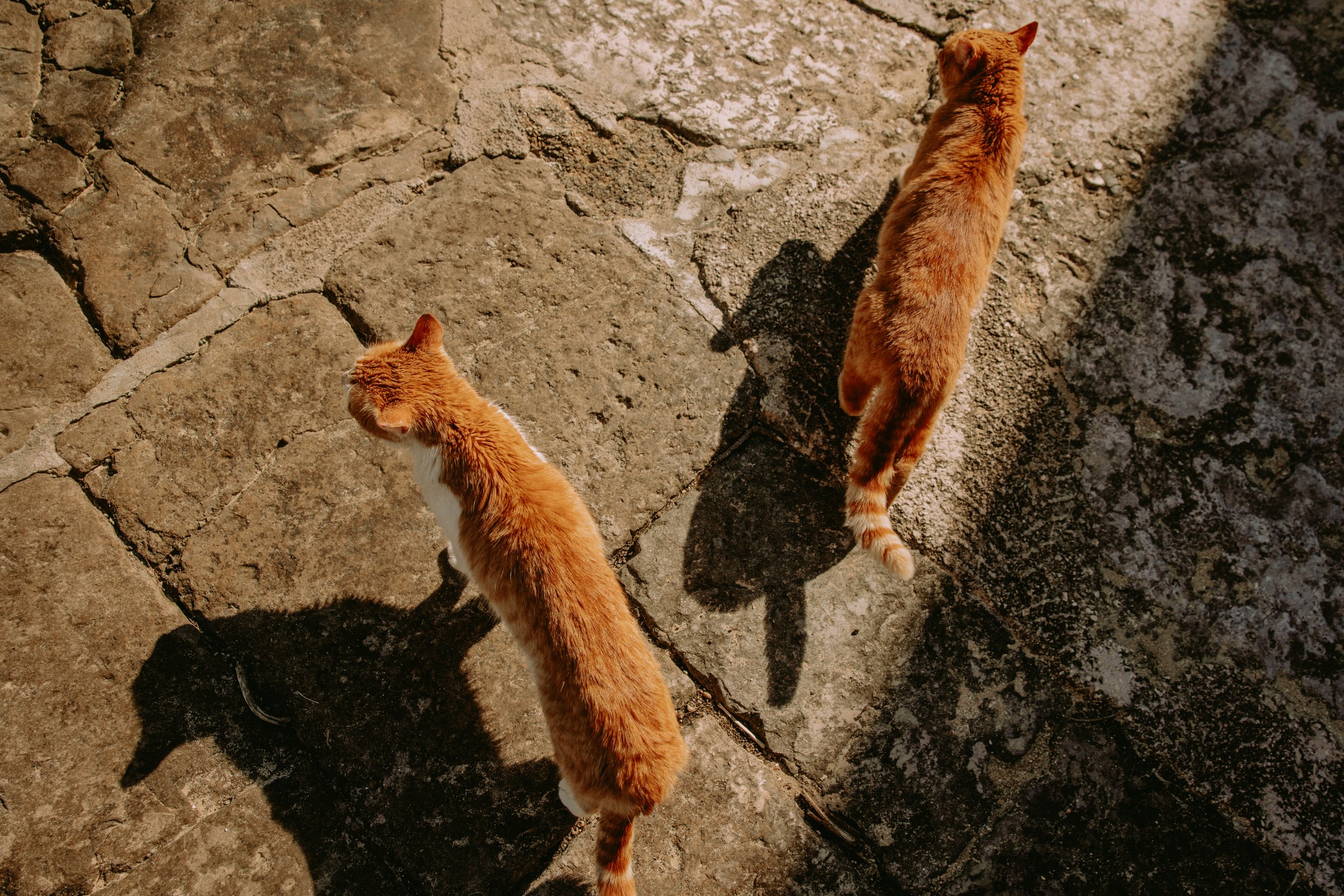 lastovo (112 of 186).jpg