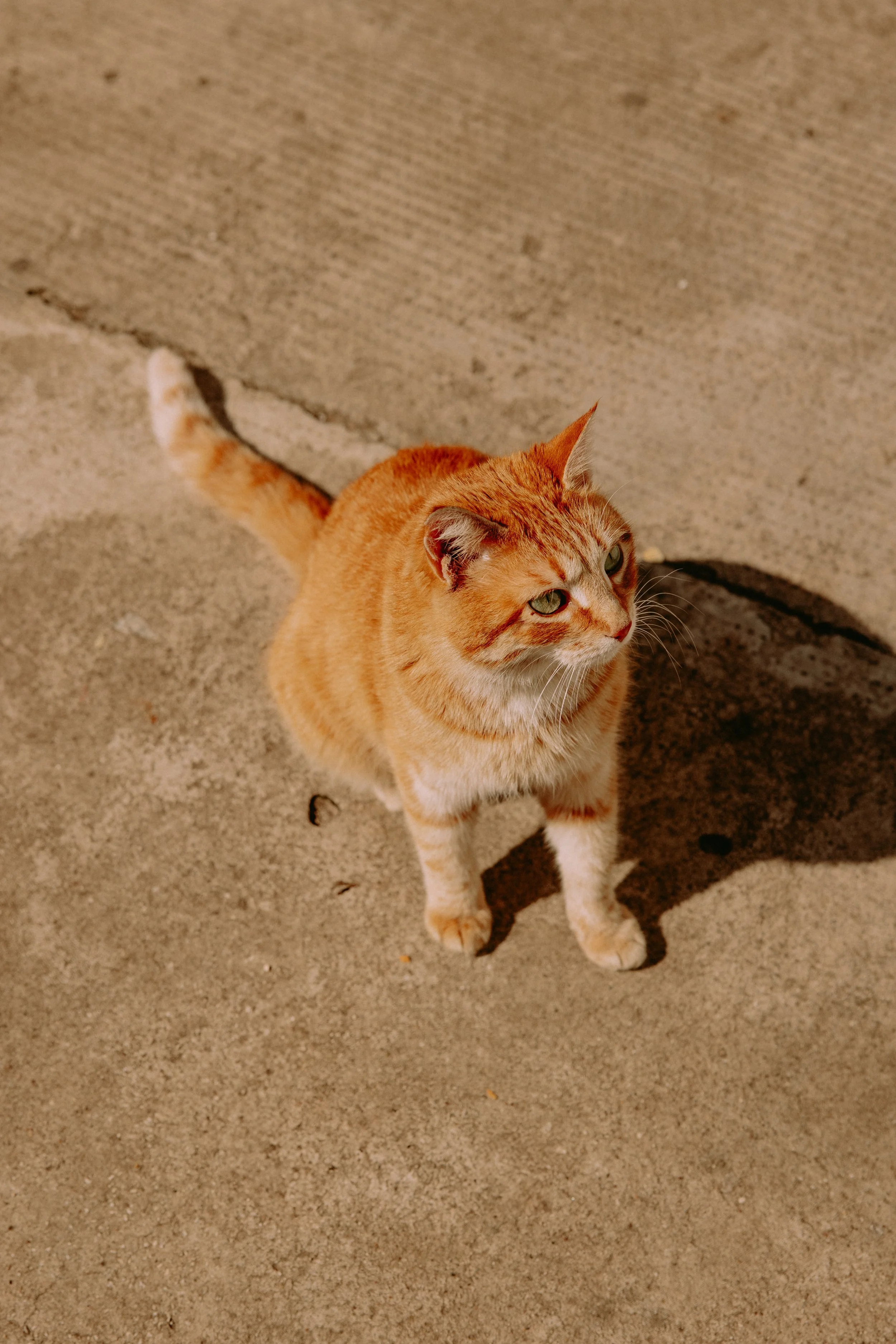 lastovo (17 of 186).jpg