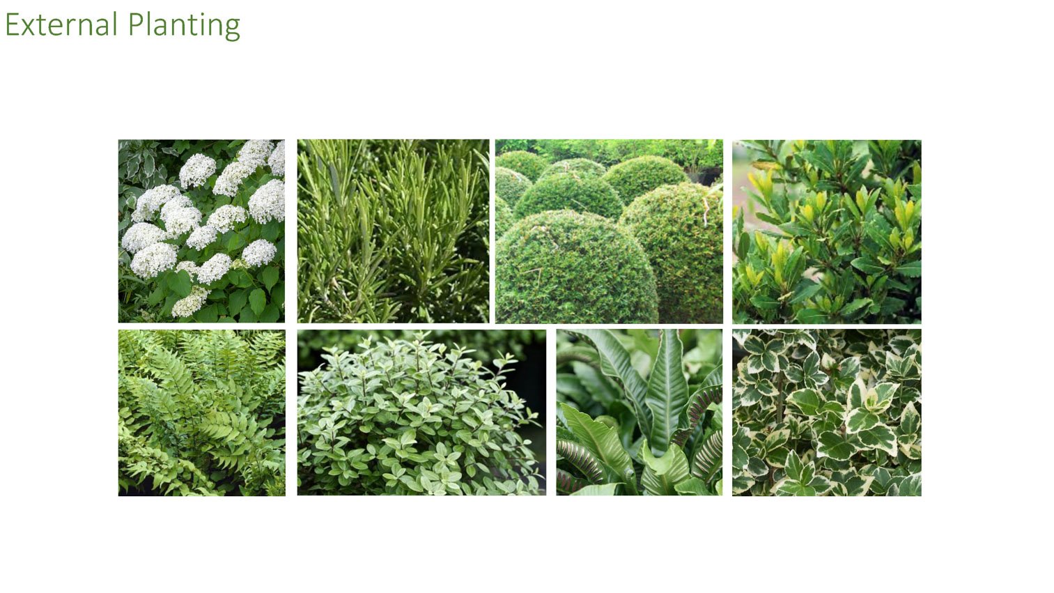 The Ivy Chichester - Planting Proposal v8_Page_8.jpeg