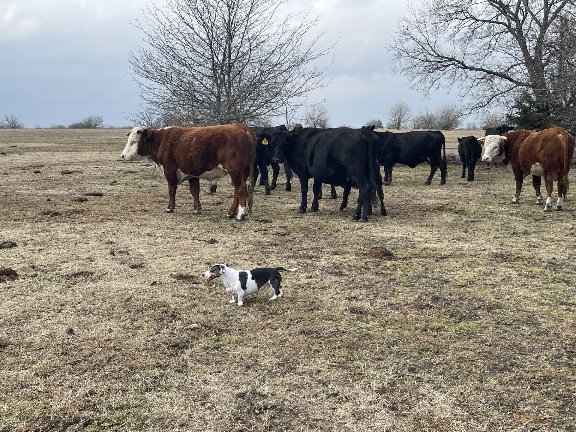 Cows.jpg