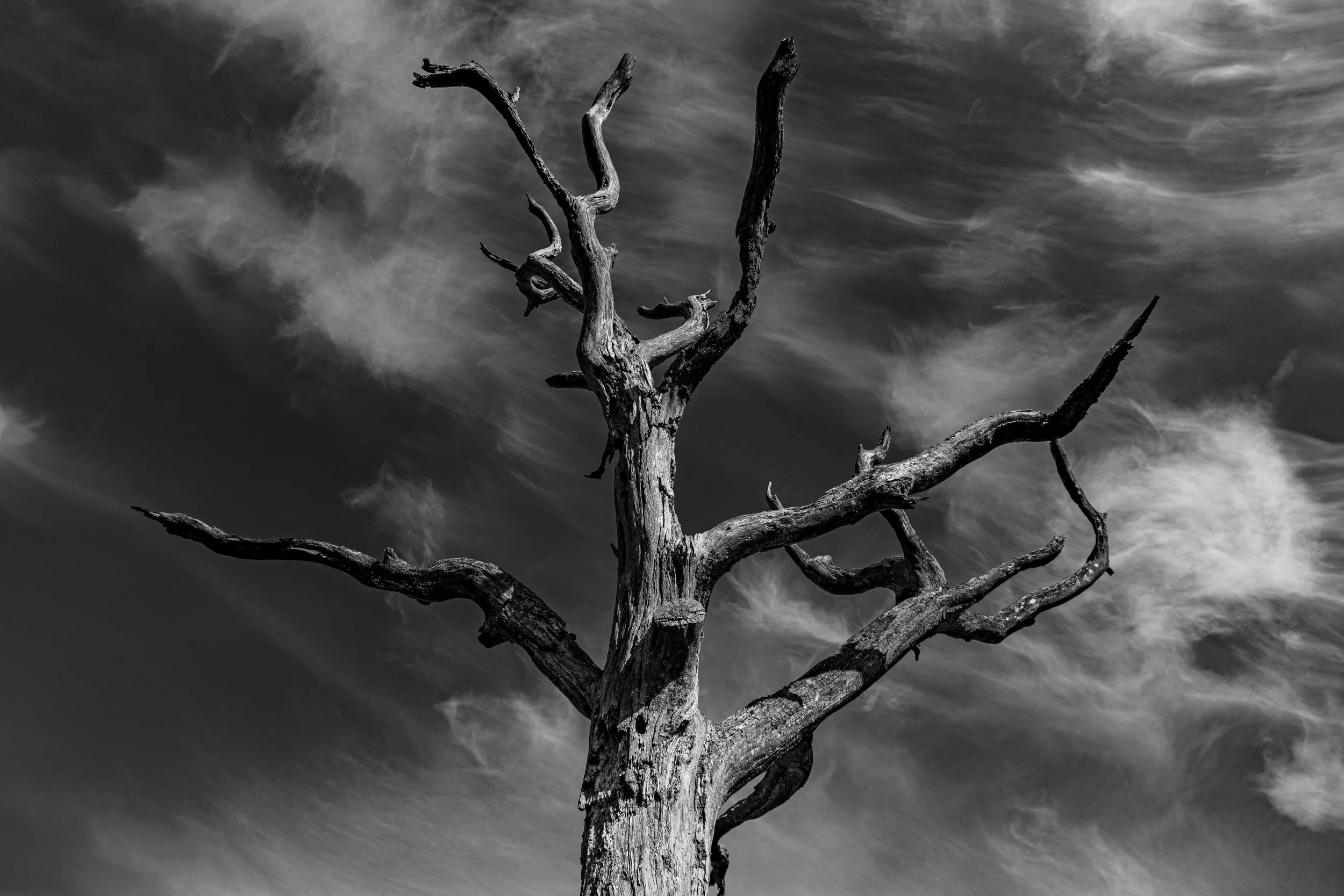 Bones of the Coast.jpg