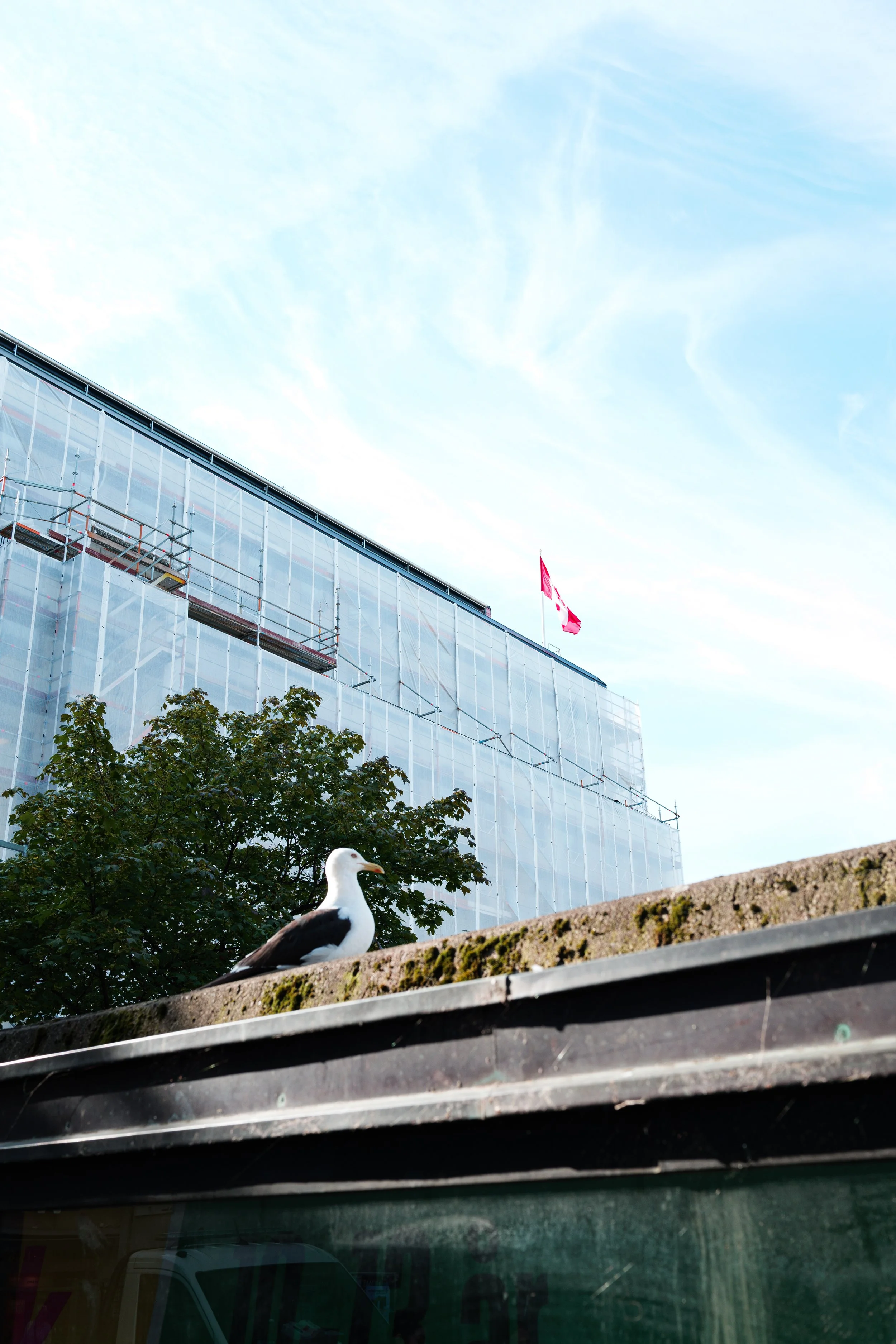A seagull sitting on a ledge in front of some trees and a building under construction with scaffolding, with a Canadian flag and a blue sky with wispy clouds overhead.