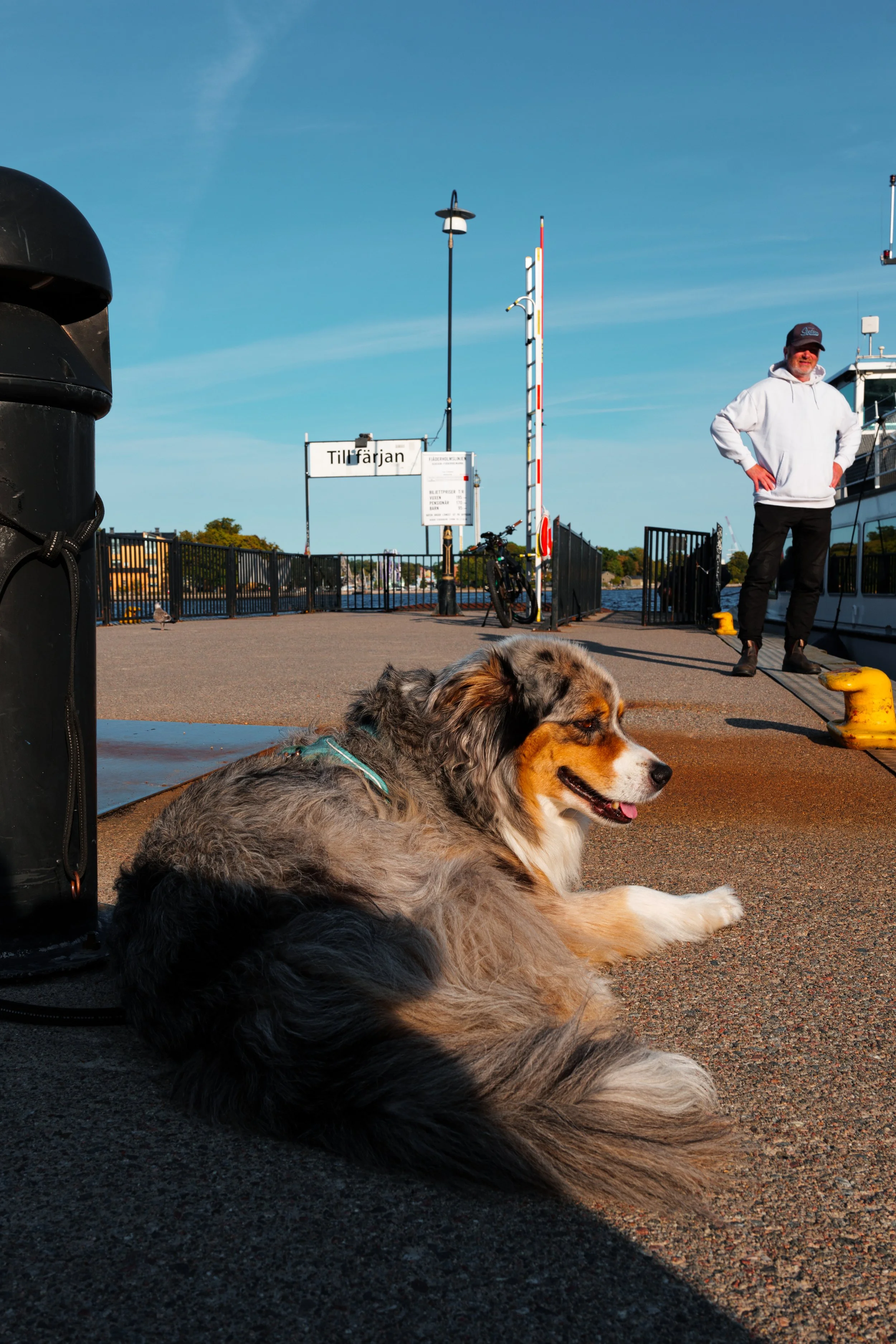A fluffy Australian Shepherd dog is relaxing on the ground near a pier with a man standing nearby. The sky is clear and blue, and the scene is set at a harbor or dock area with boats and a sign that reads 'Till Färjan'.