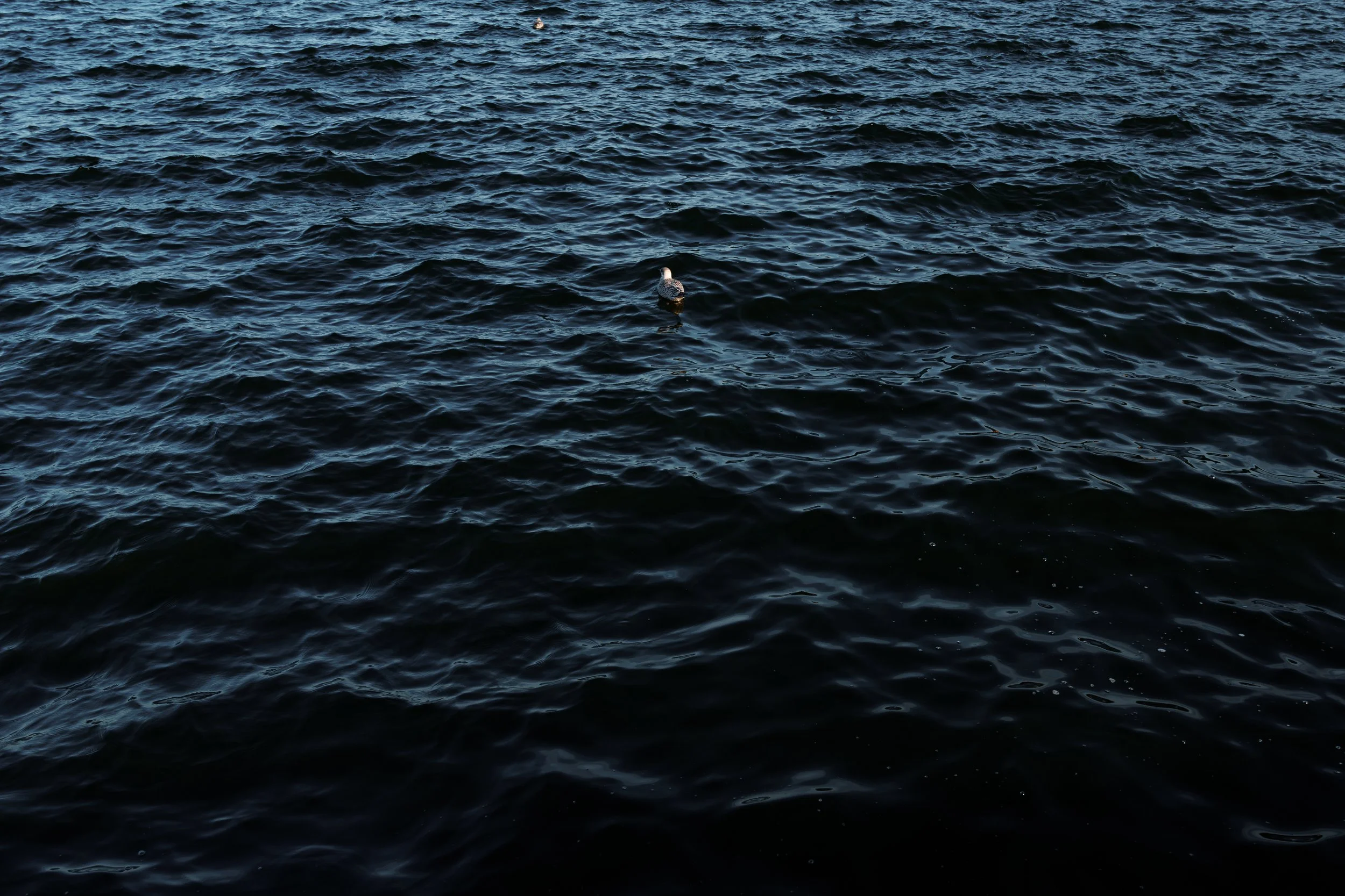 A single seagull floating on dark blue ocean water.