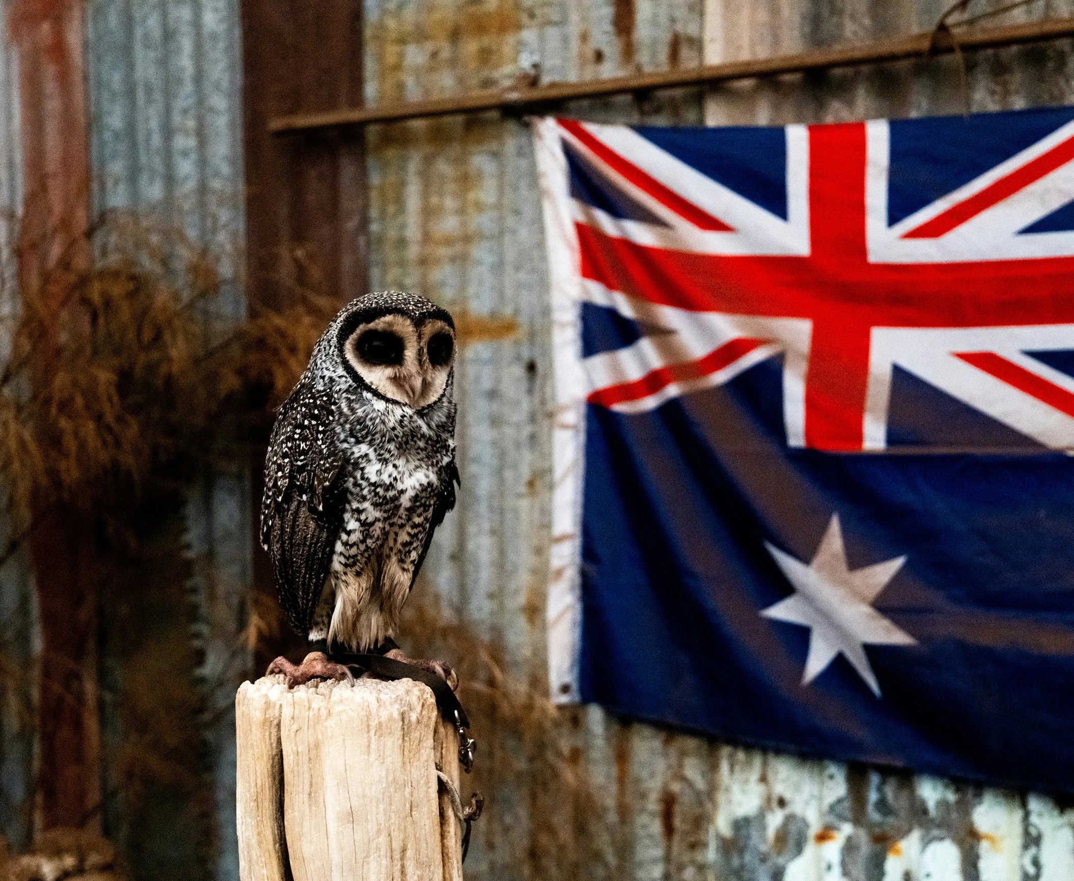 AI Governance for Australian SMEs: A Practical Starting Point