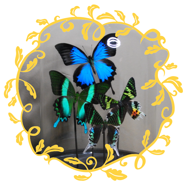 The Butterflydealer