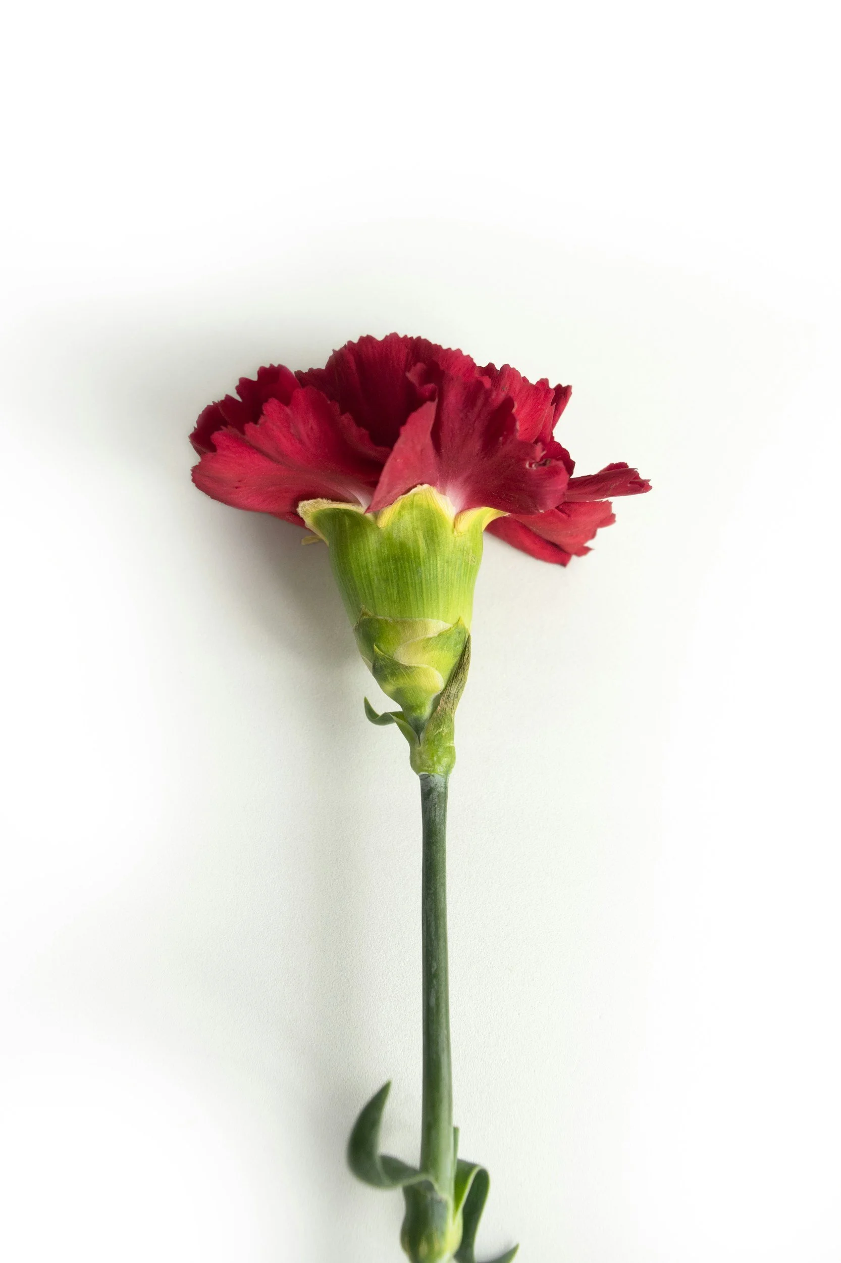 A single red carnation on a white background