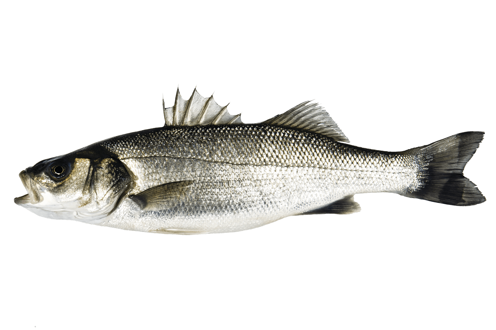 robalo seabass