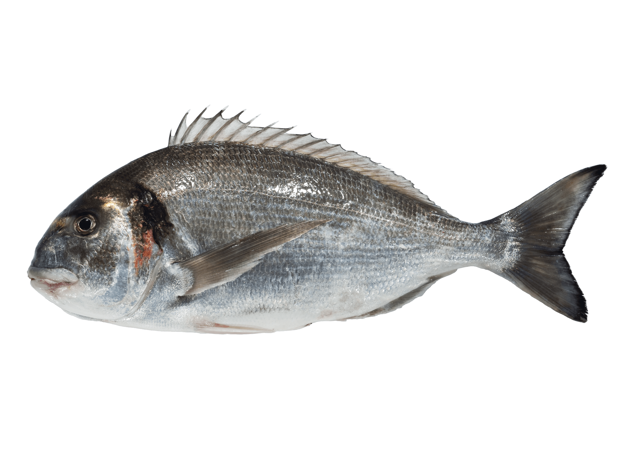 dourada gilt head seabream