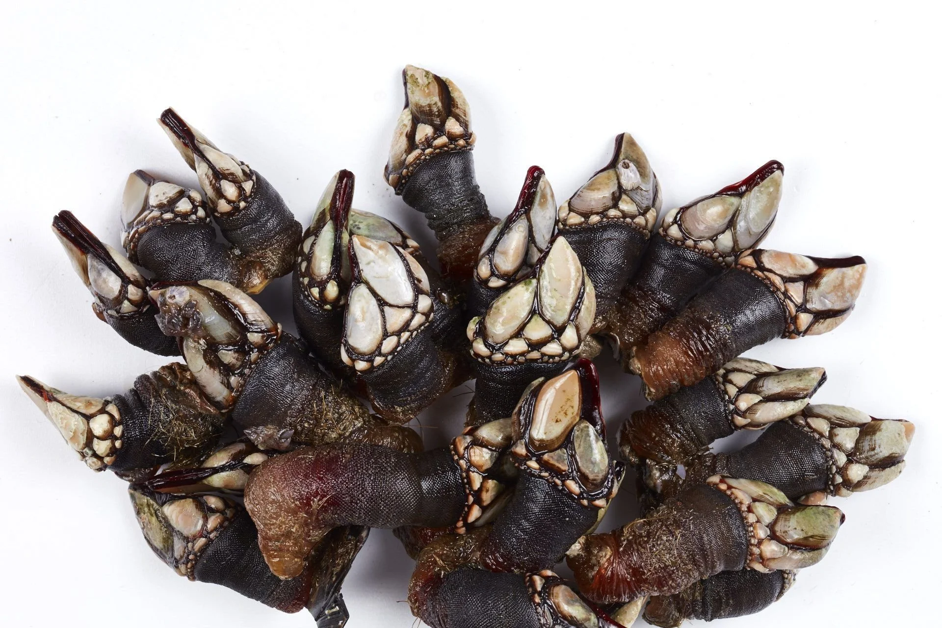 gooseneck barnacles percebes