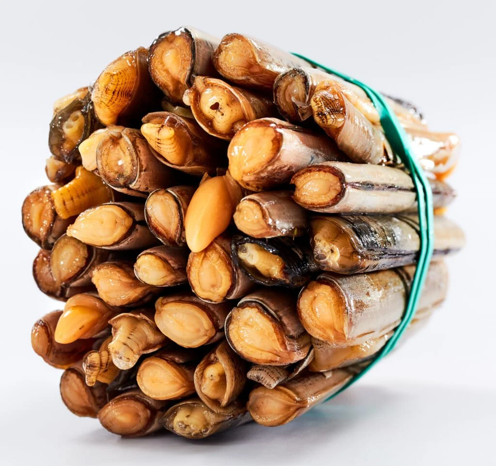 freshly harvested razor clams in a bunch