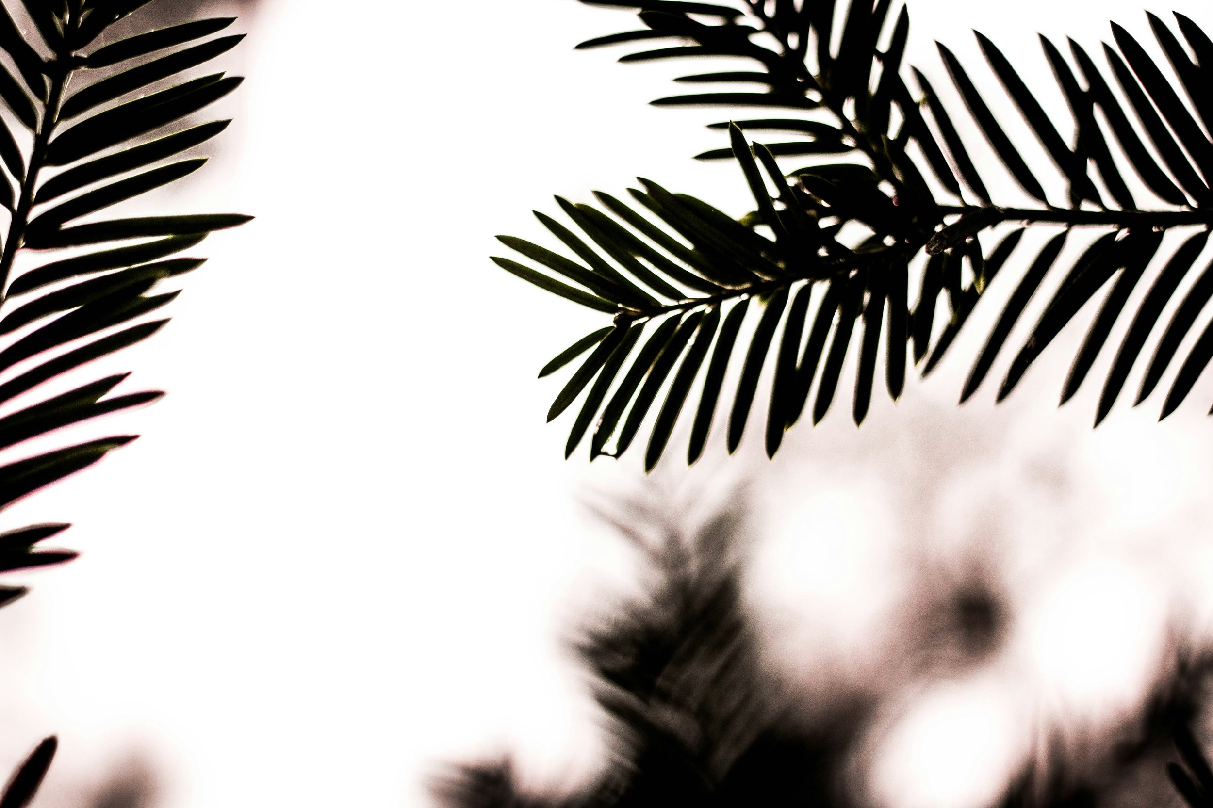 Aligned Purpose Program