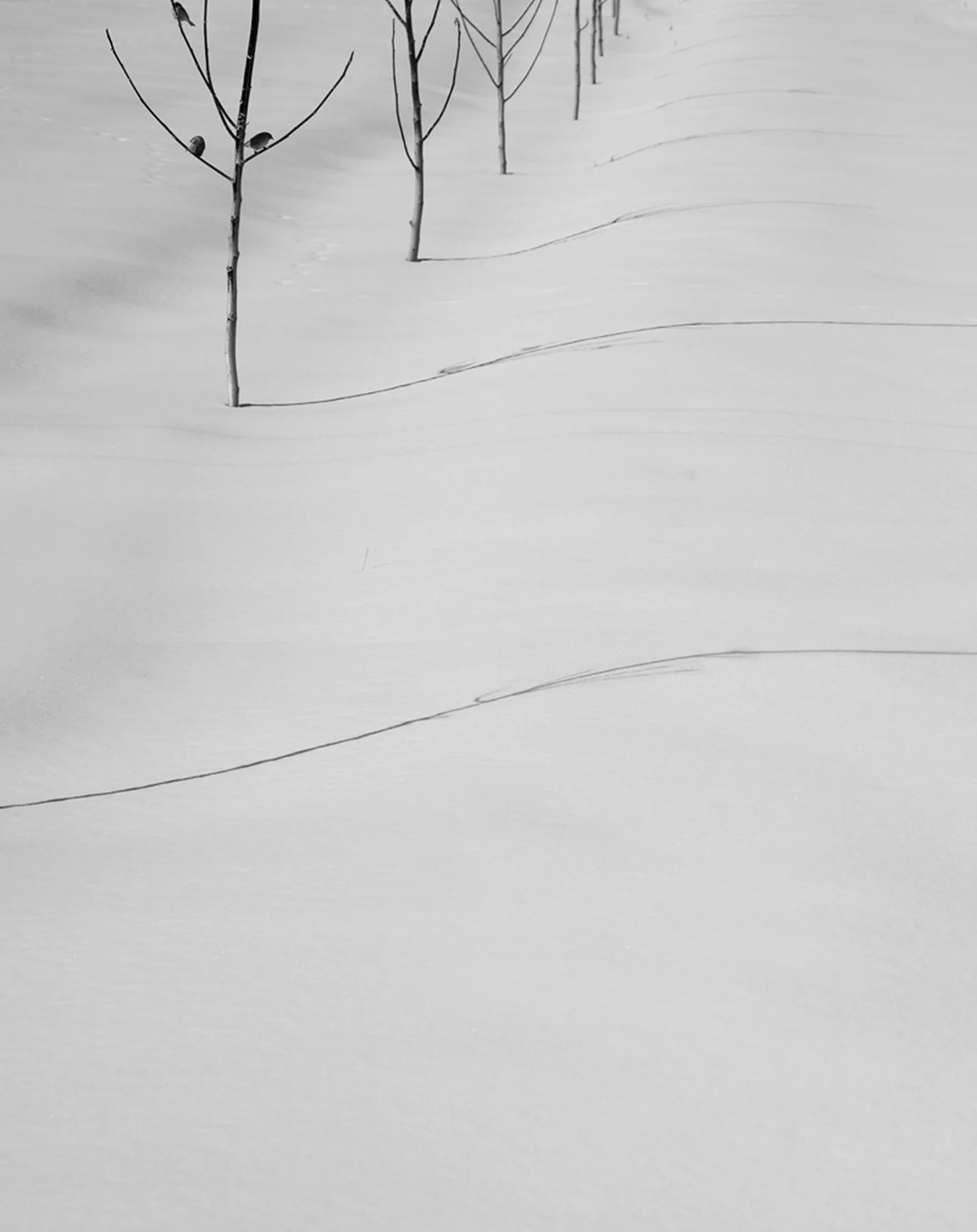 white snow