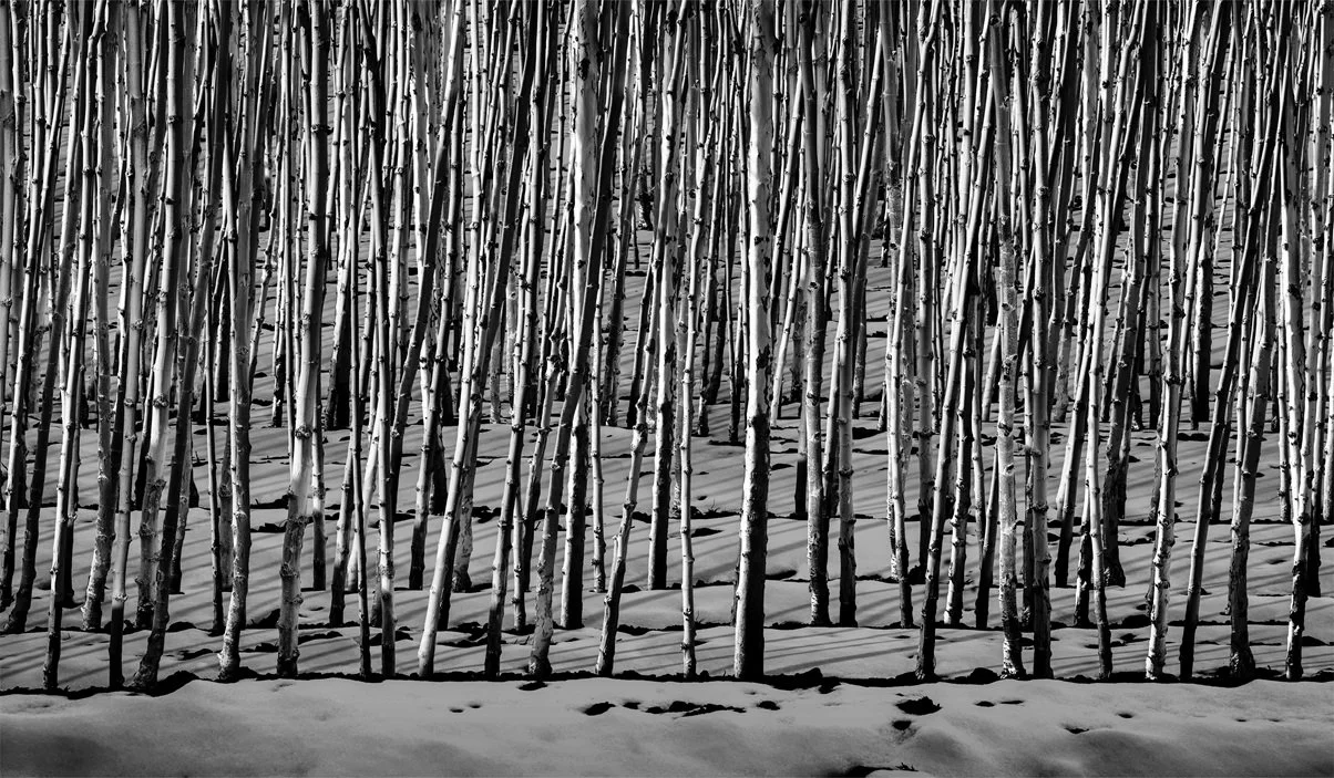 From The Snow White Series (2012), 244 x 140 cm, Digital Print on Canvas