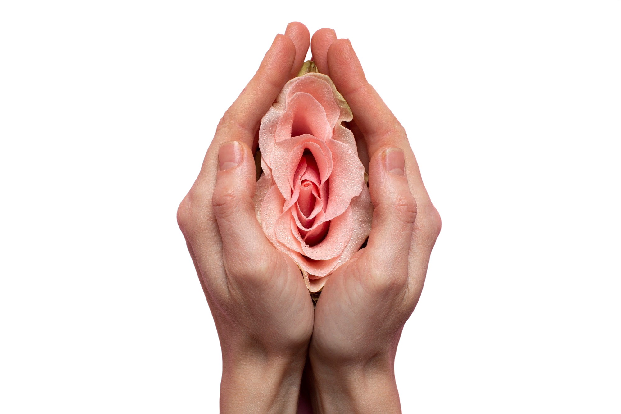woman-holding-rose-hands-reproductive-system-visualization.png
