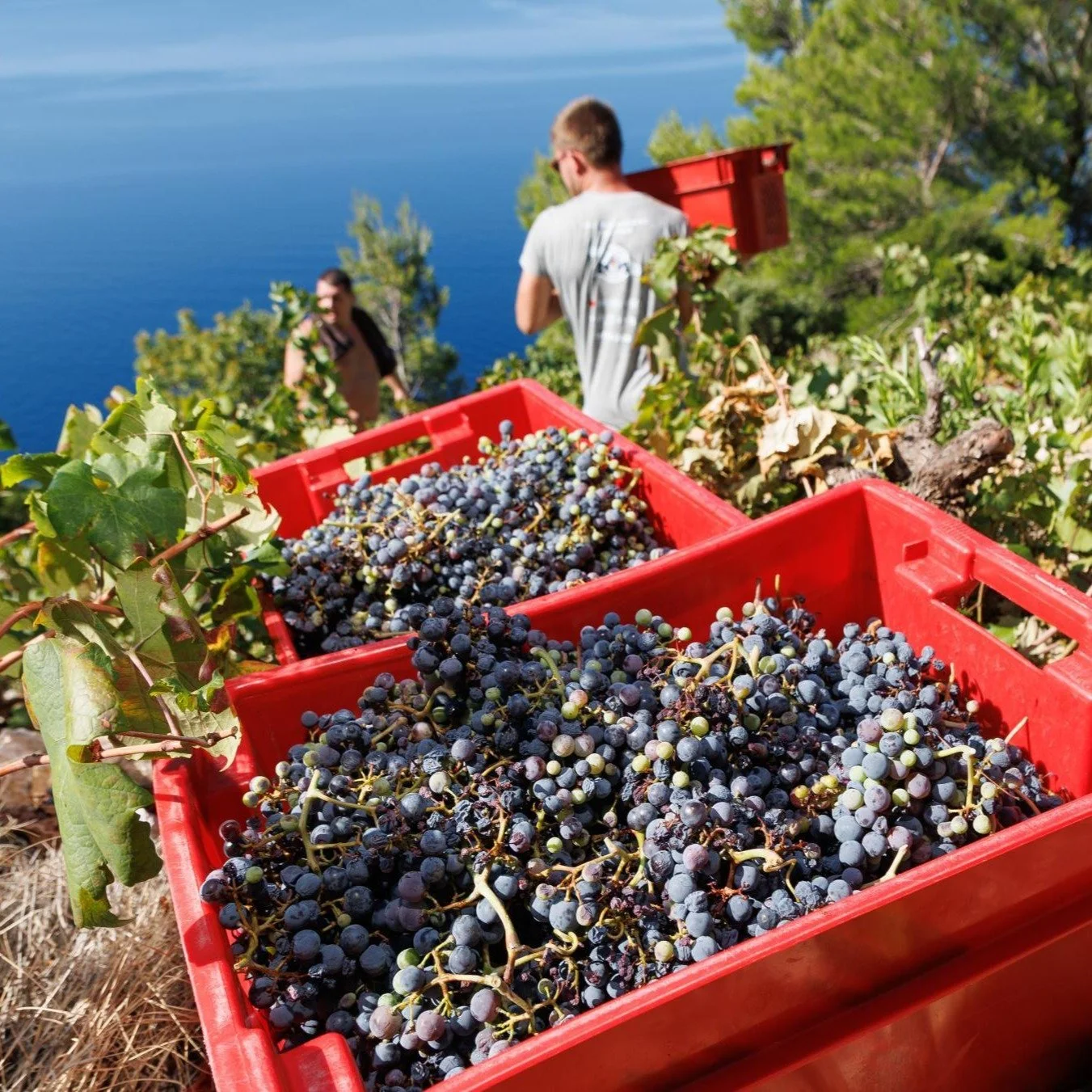 It starts with a seed. 🍇

For generations, our story has been rooted in Mediterranean vineyards. Now, we&rsquo;re taking one of the grape&rsquo;s most overlooked treasures- its seed - somewhere entirely new.

Lightweight. Naturally rich. Made for ha