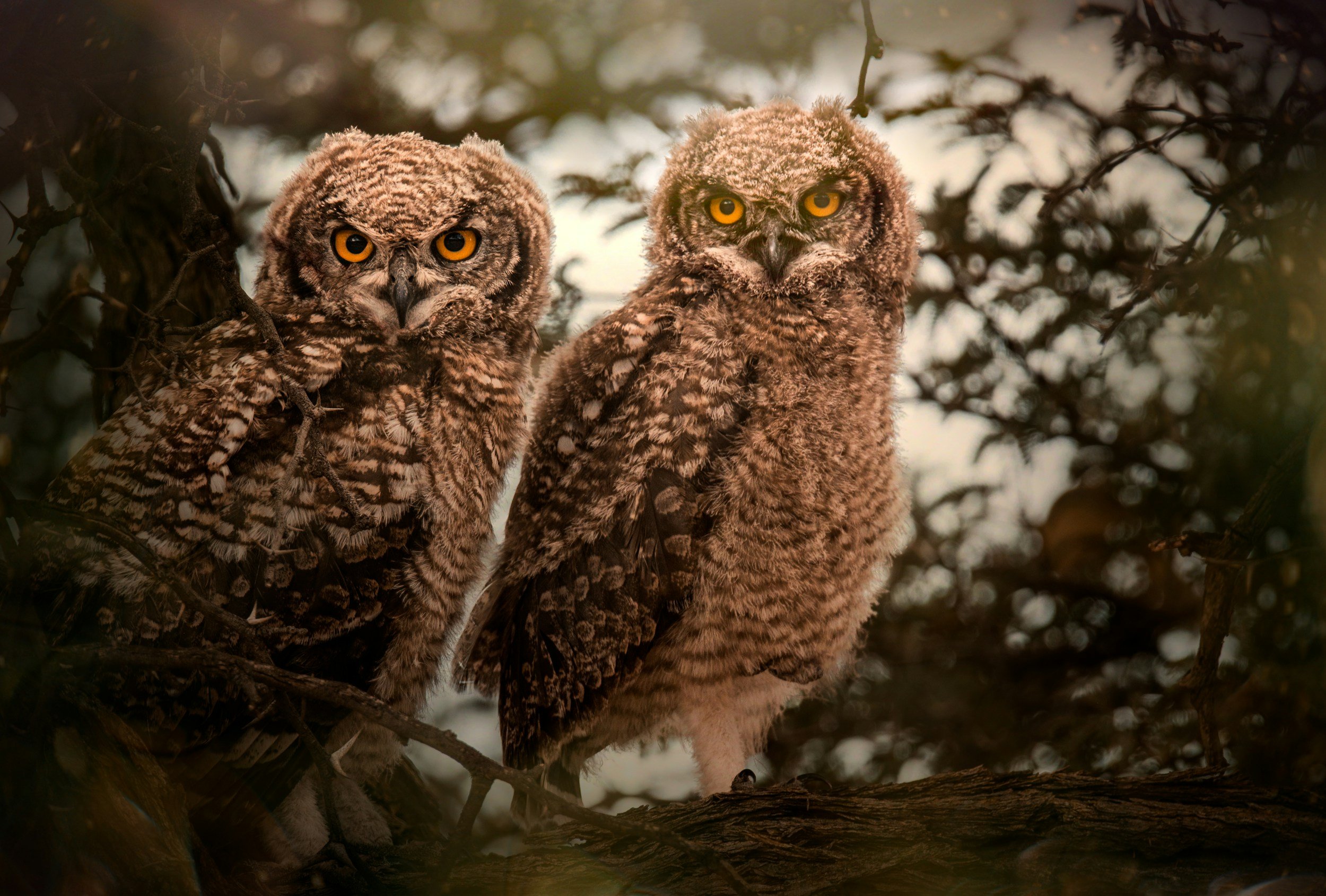 The AI Paradox: Why a 'Perfect' AI-Generated CV Can Get You Rejected from an AI Job