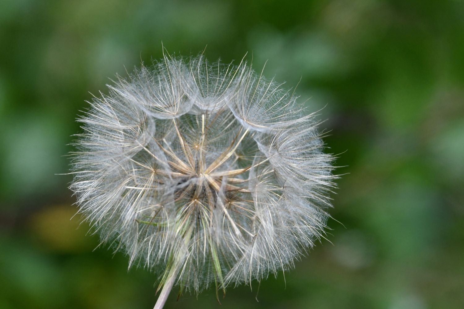 Close up of a dandelion clock, with the seed heads catching the sun