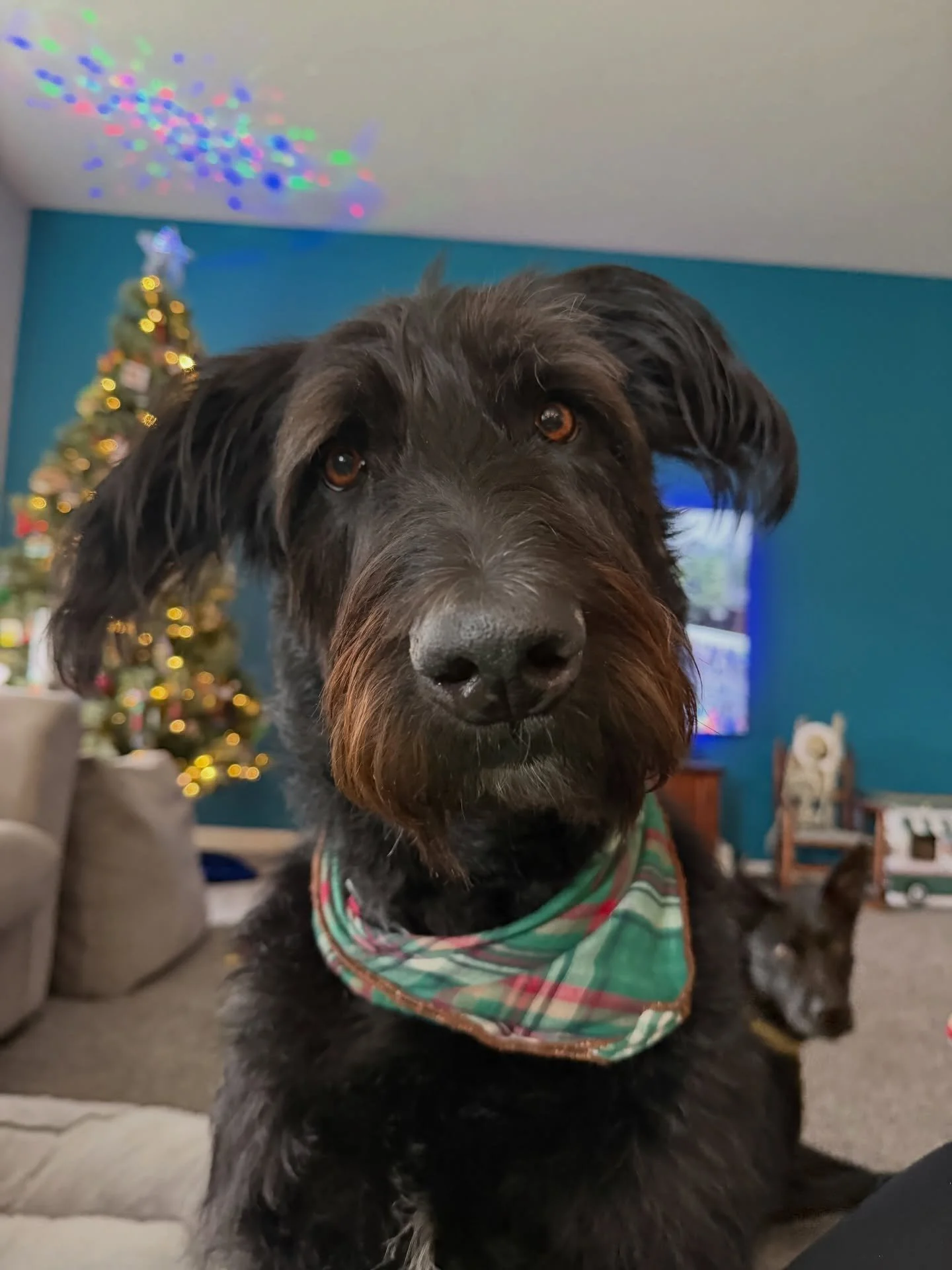 Apparently it&rsquo;s national pet day? Meet our furry family! @i.am.dino.mom

Lido
Rosie
Tommy
Poppy