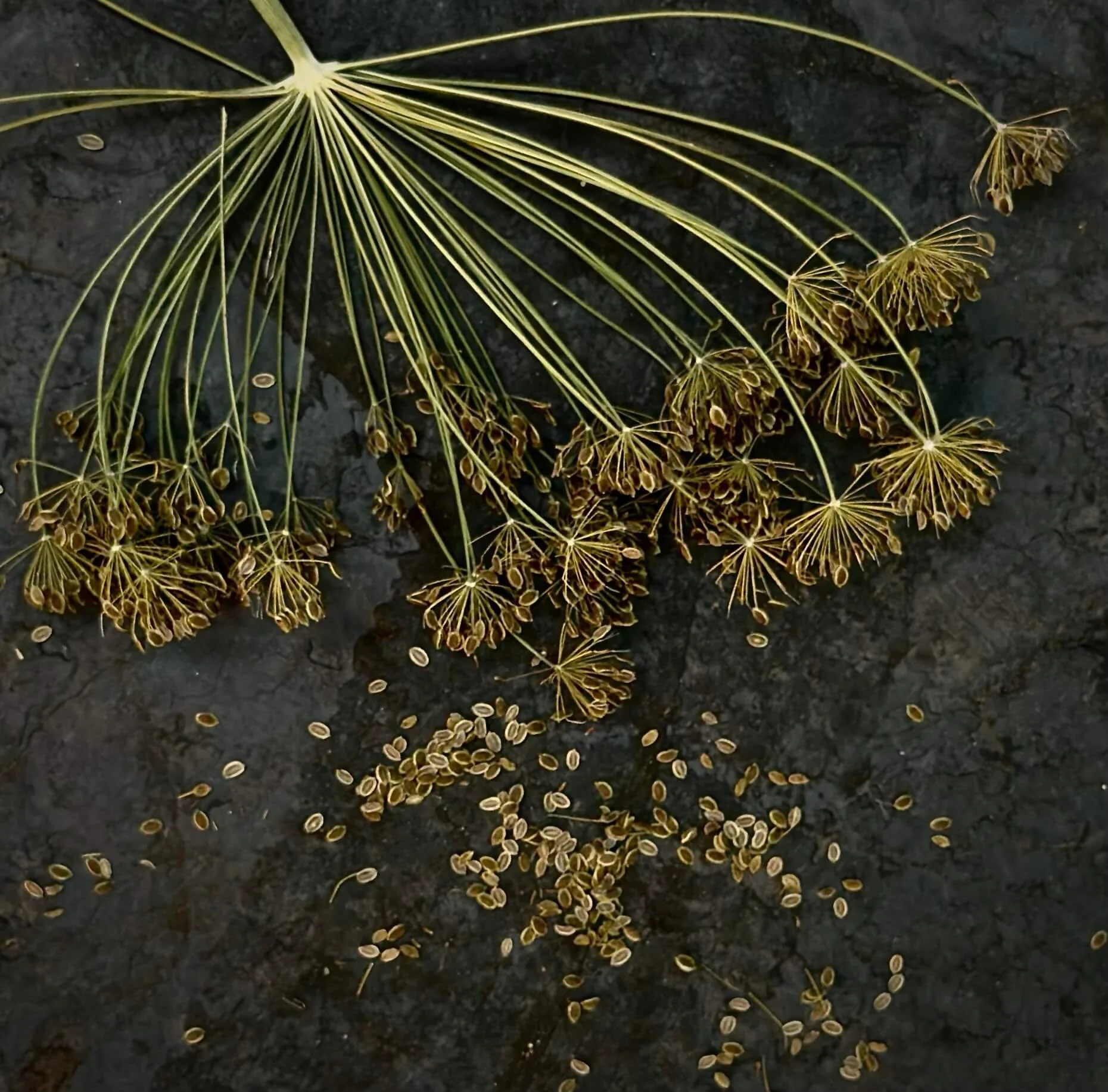 From Stem to Jar: Simple Ways to Store Summer Flavor