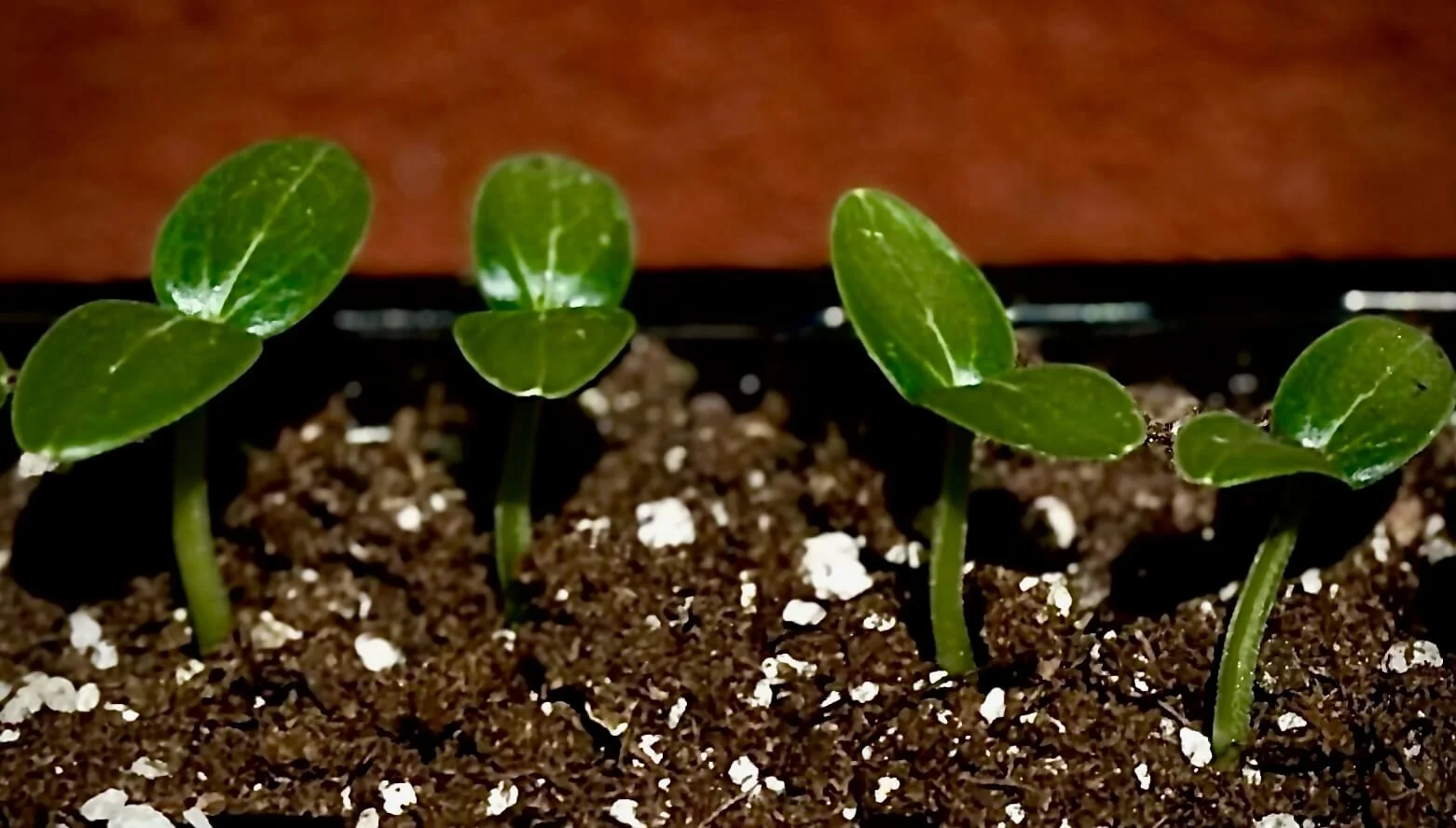 Sow Easy: Get Started On Your Garden Now