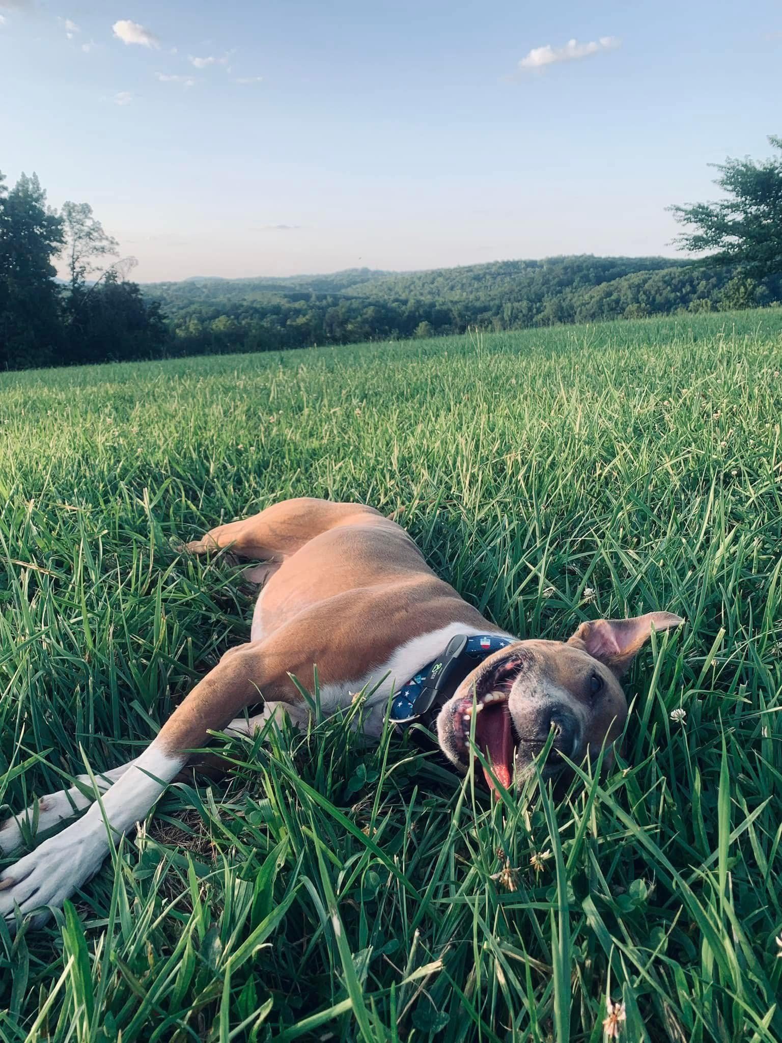 Jasper's Legacy is a 501(c)3 foster-based dog rescue serving the Carolinas
