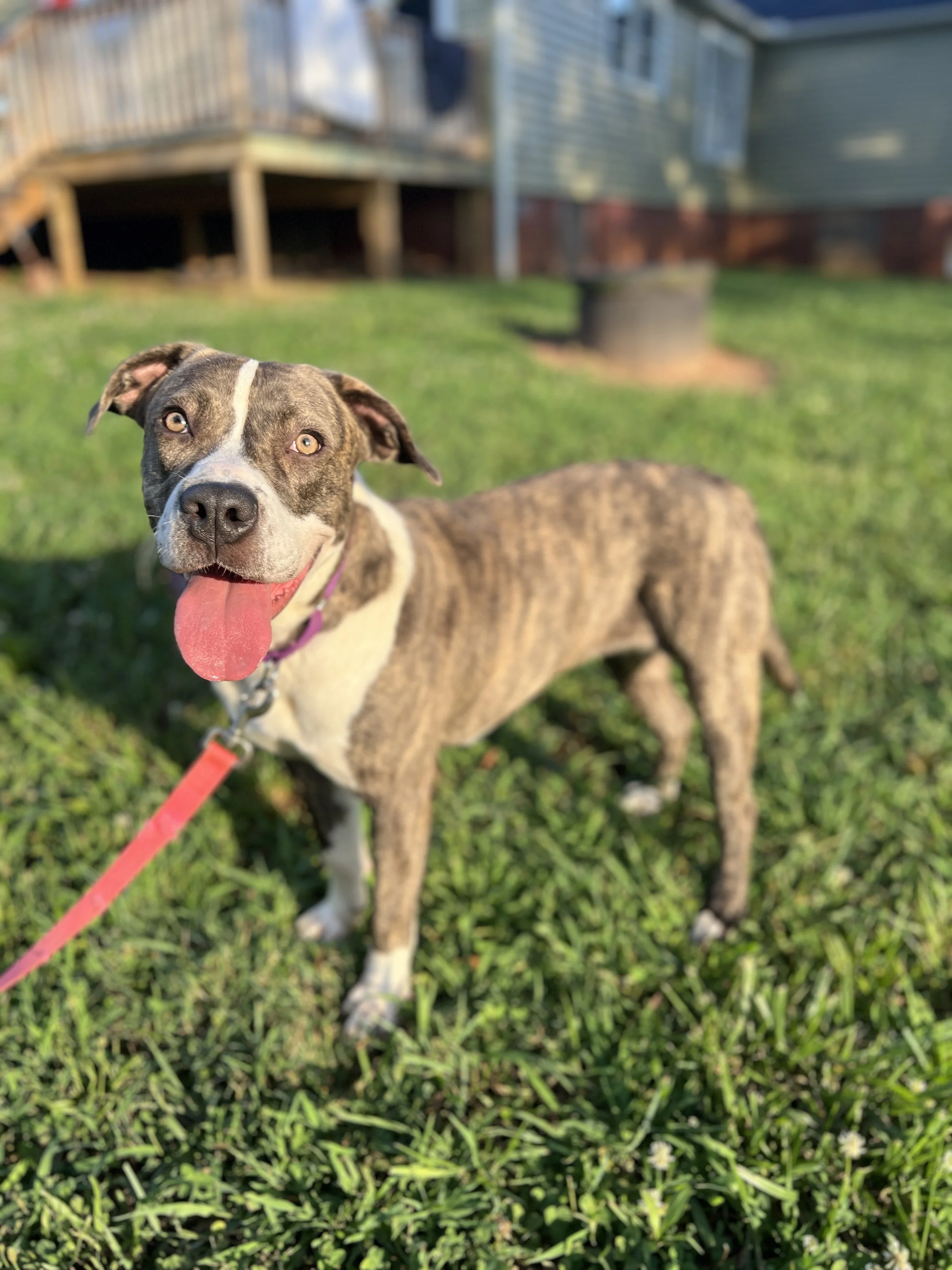 Maya