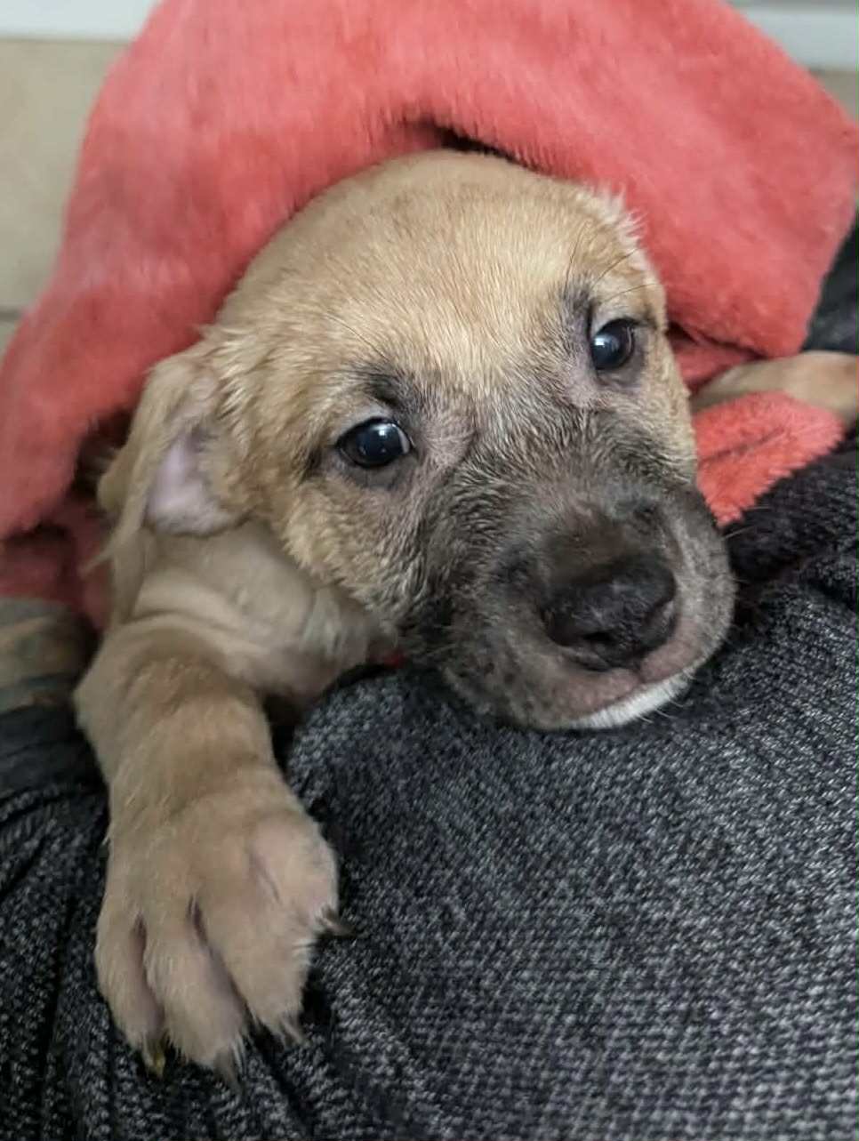 Landman Litter - Cooper.jpg