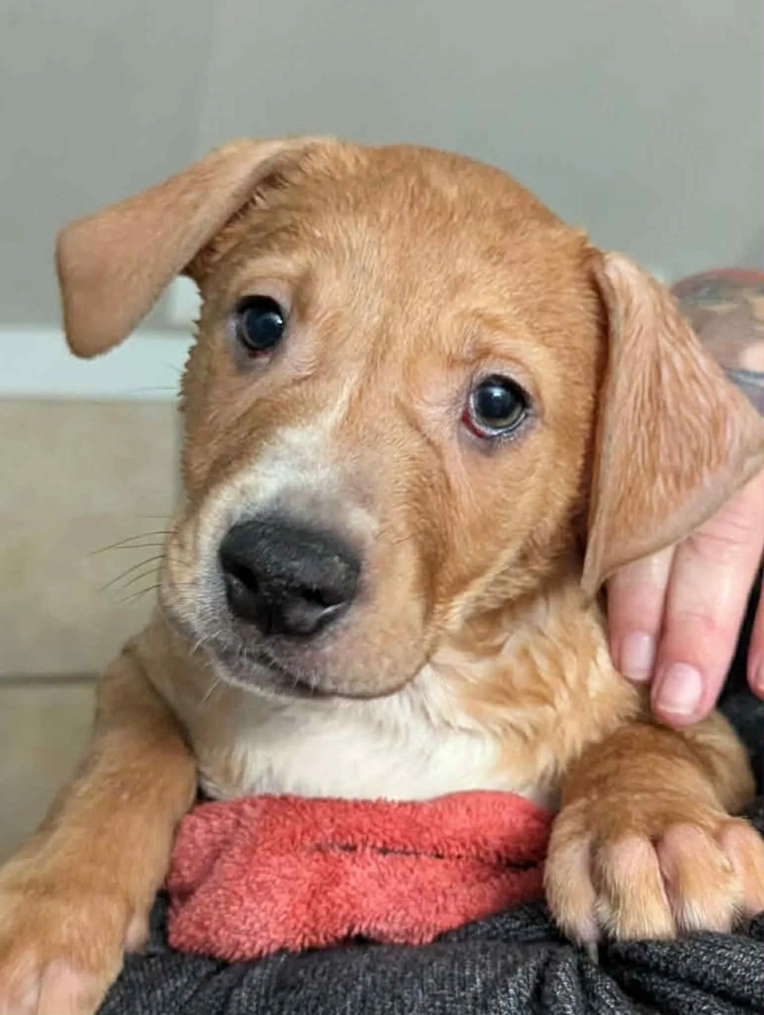 Landman Litter - Nathan.jpg