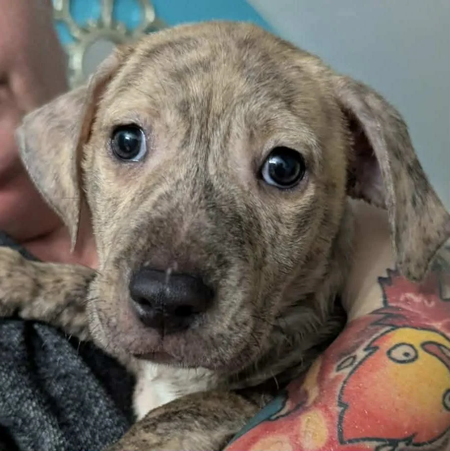 Landman Litter - Monty.jpg