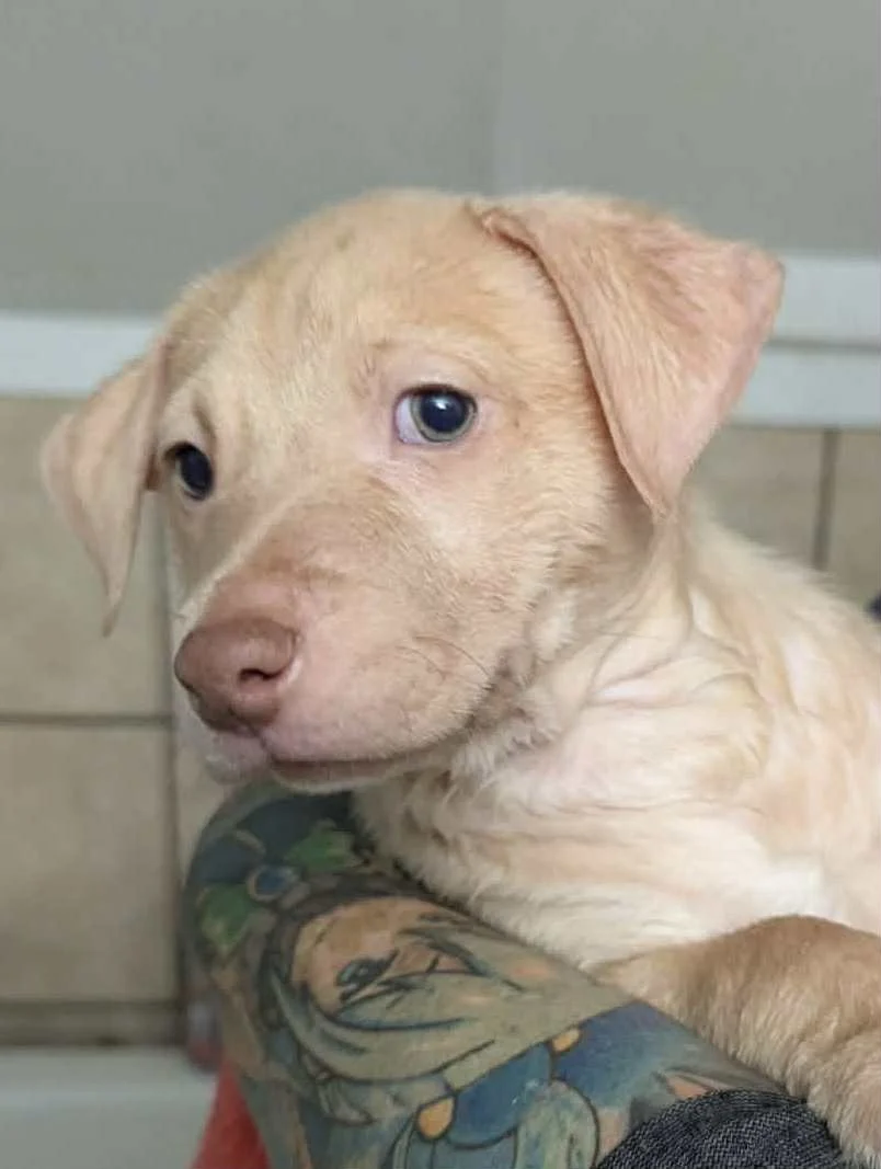 Landman Litter - Angela.jpg