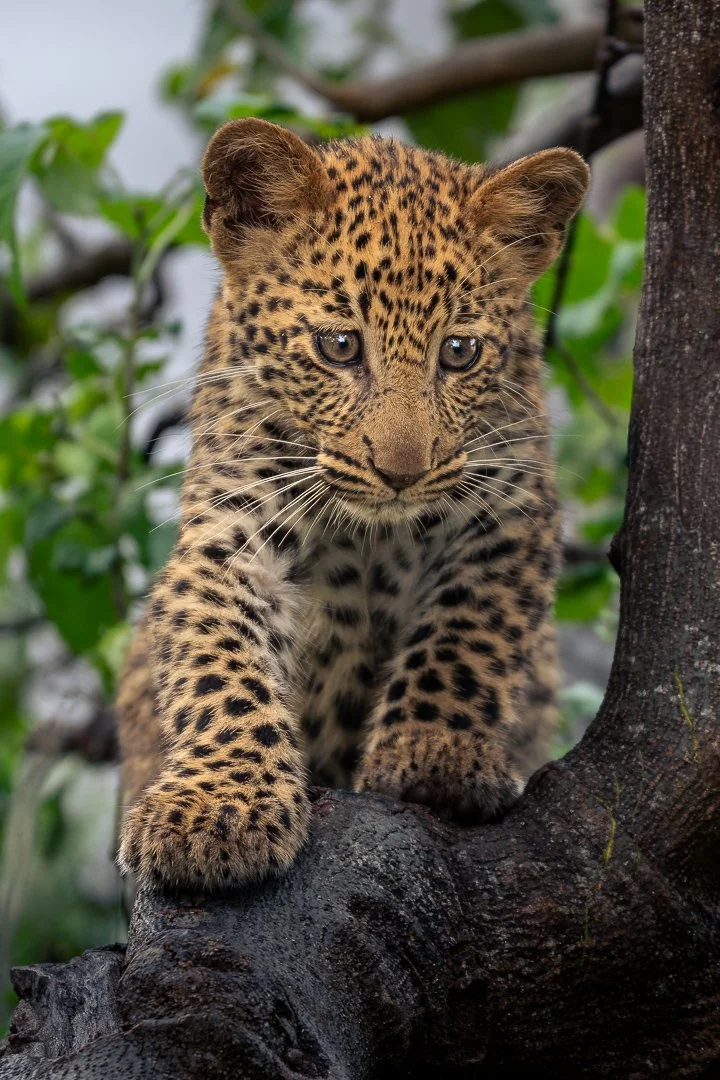 Leopard Cub.jpg