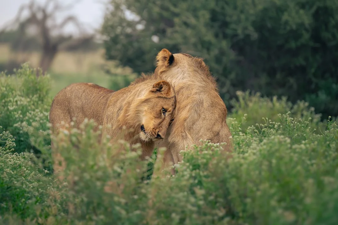 Lion caress.jpg