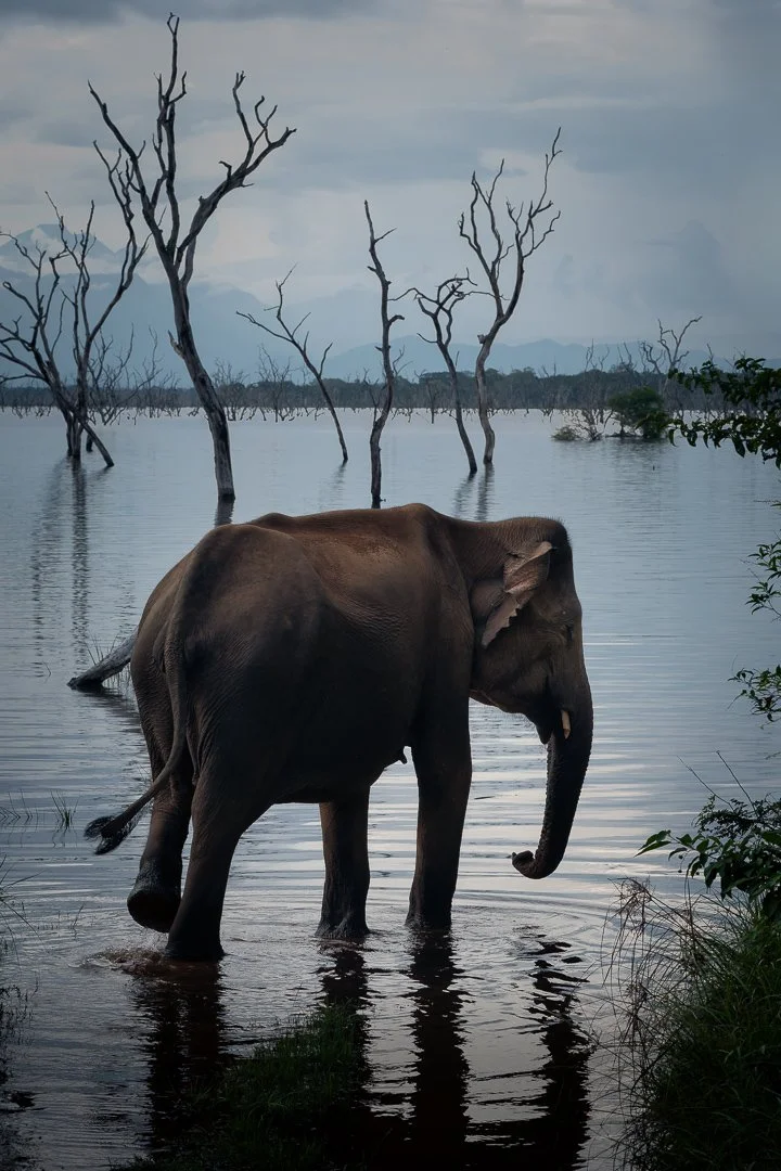 Elephant in the water.jpg