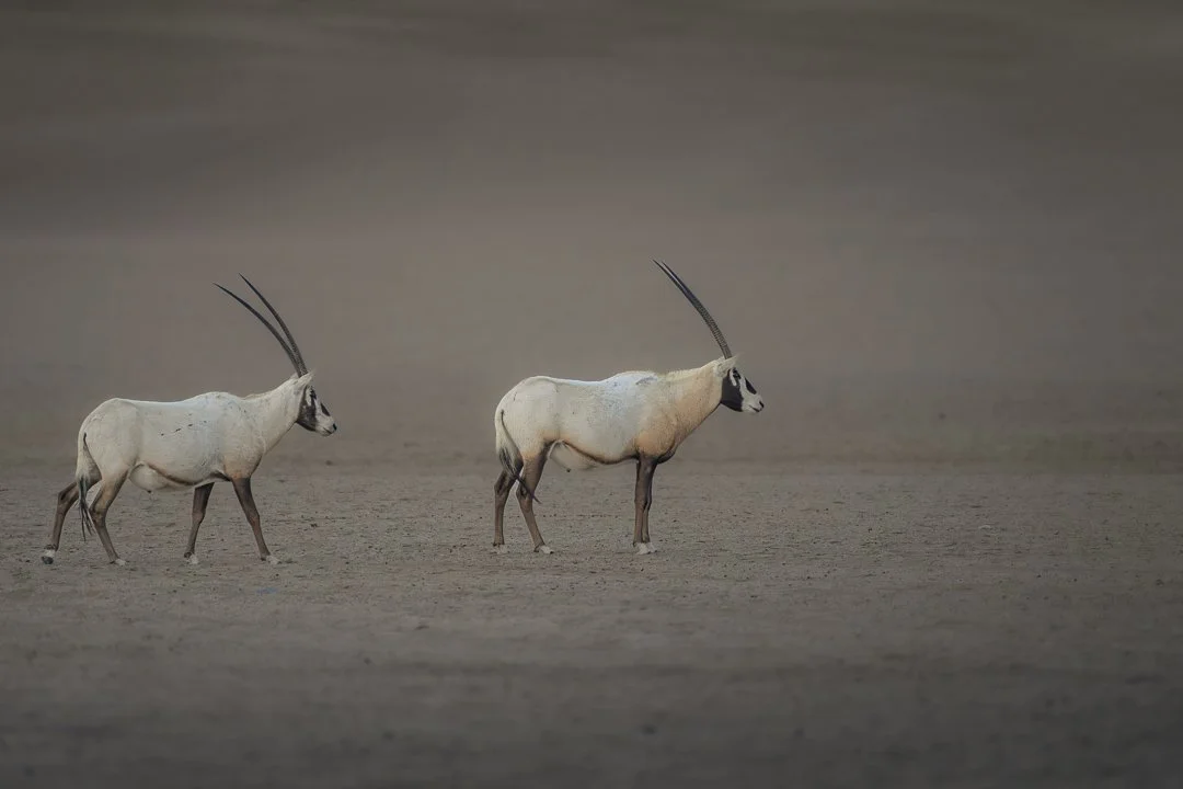Desert Oryx.jpg