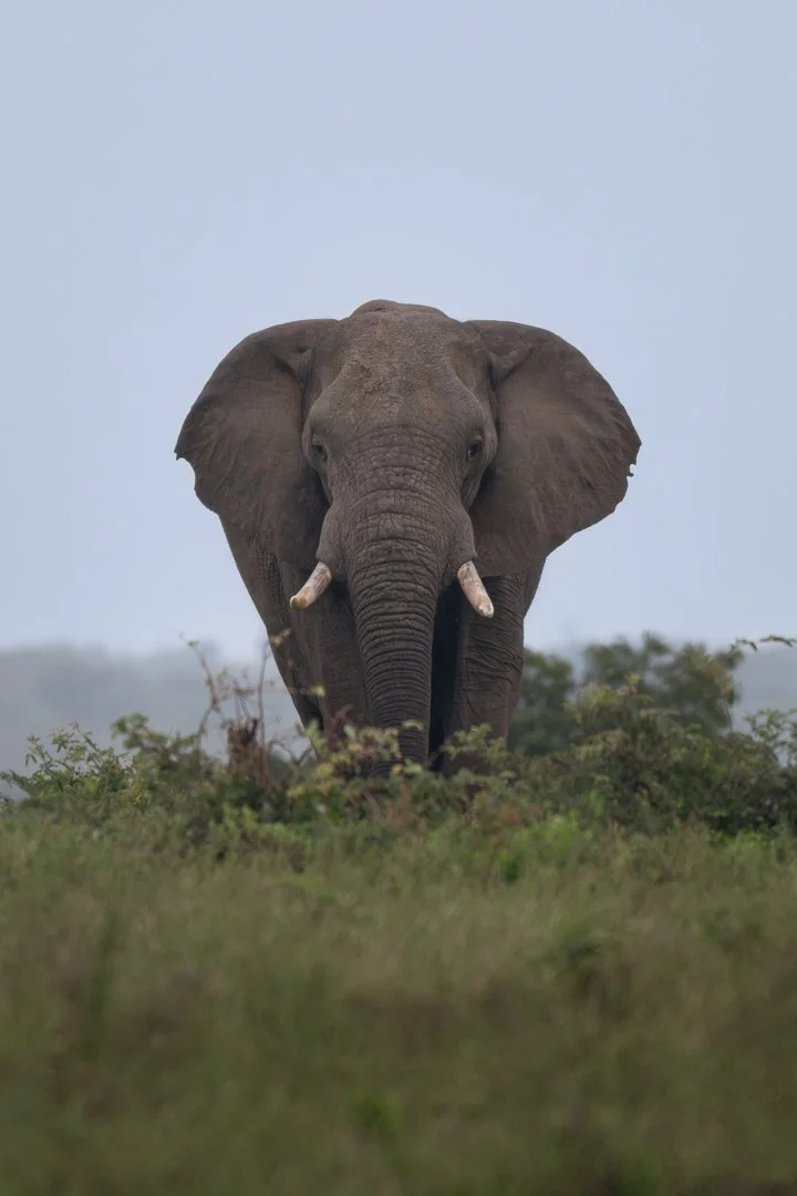 African elephant.jpg