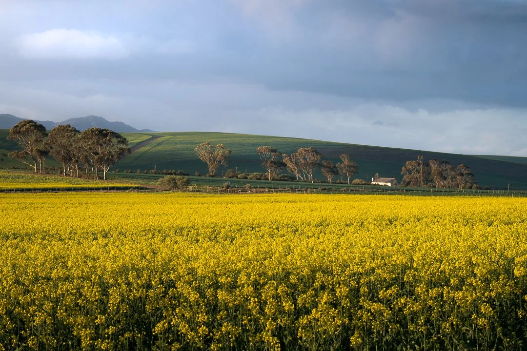 Canola magic.jpg
