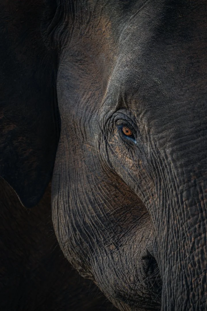 Elephant eye.jpg