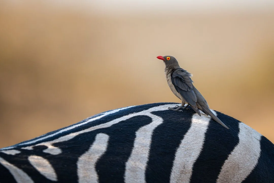 Oxpecker on Zebra.jpg