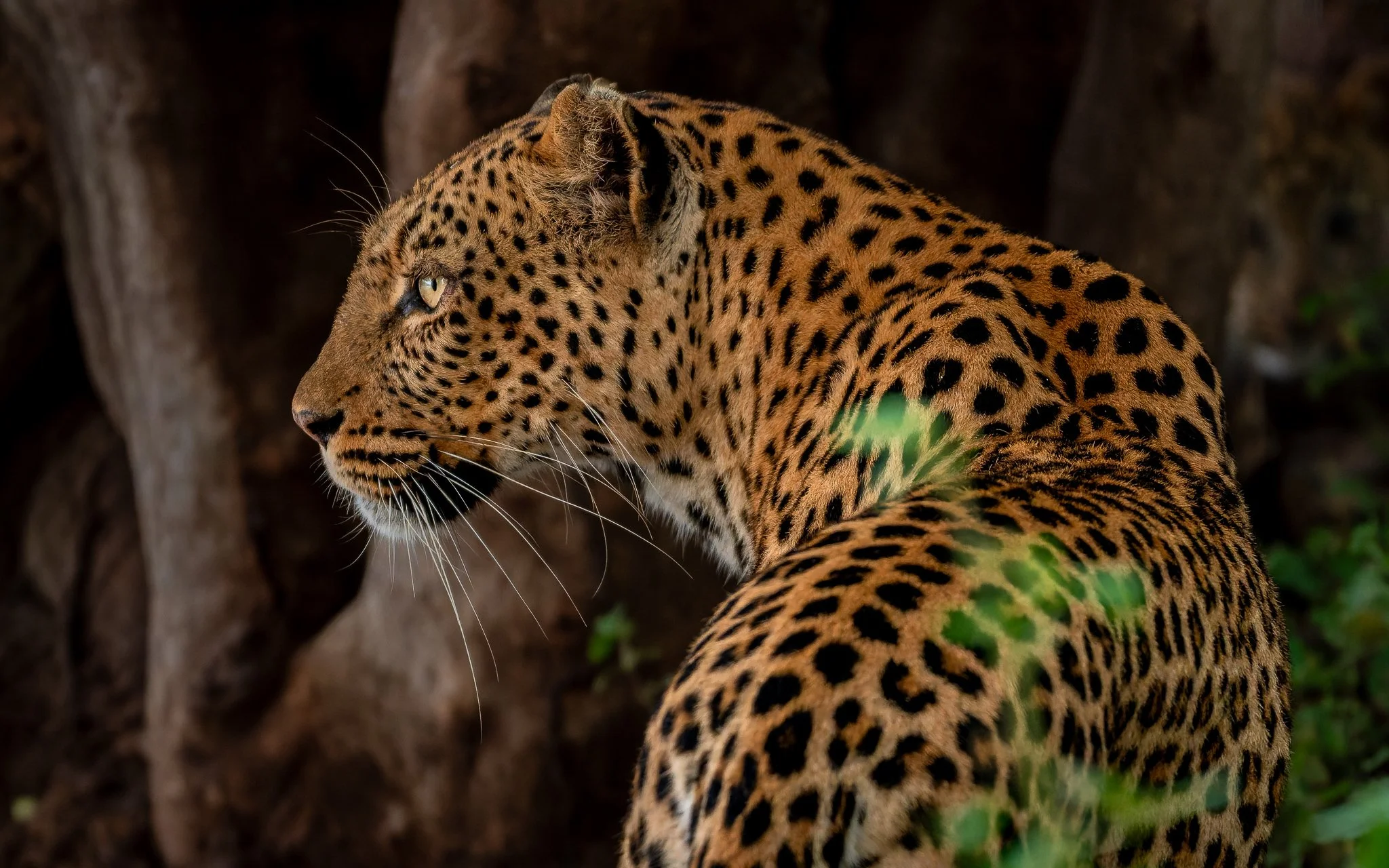 Female gotRoused under the trees looking out for her newborn cub