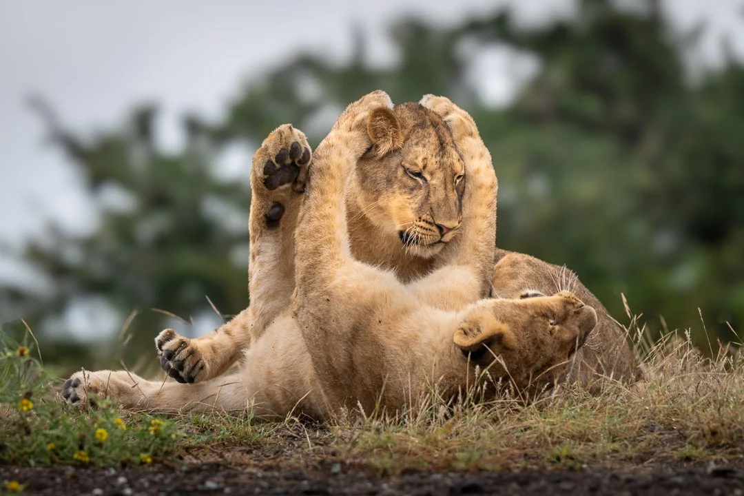 Lion cub hug.jpg