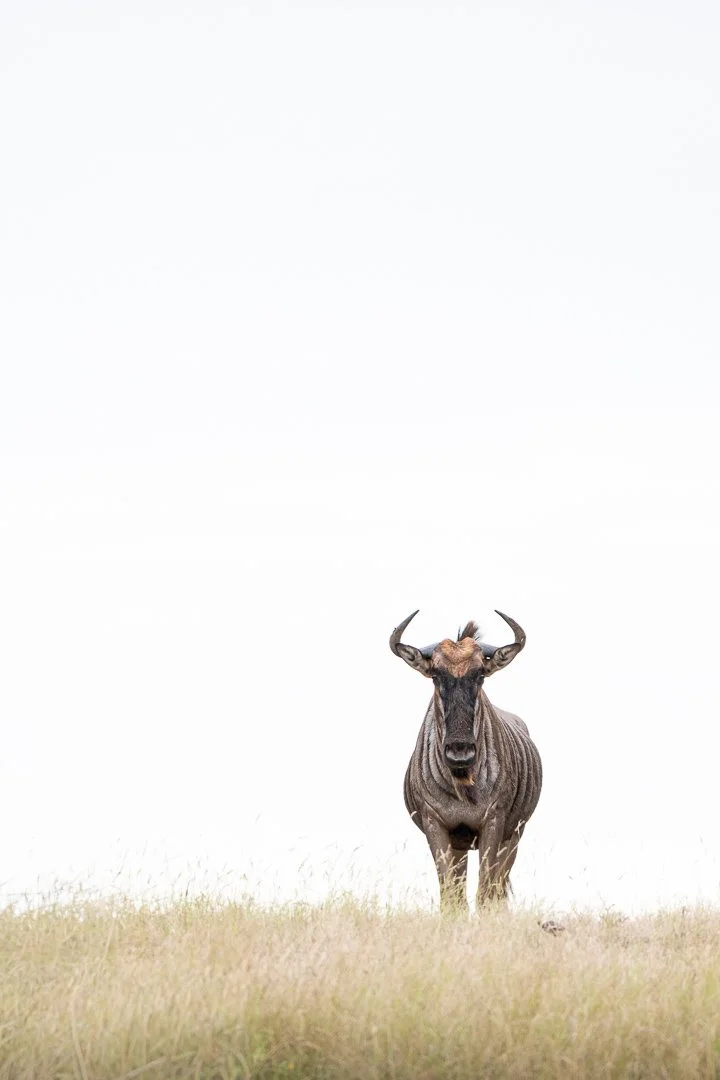 Wildebeest Hi-key.jpg
