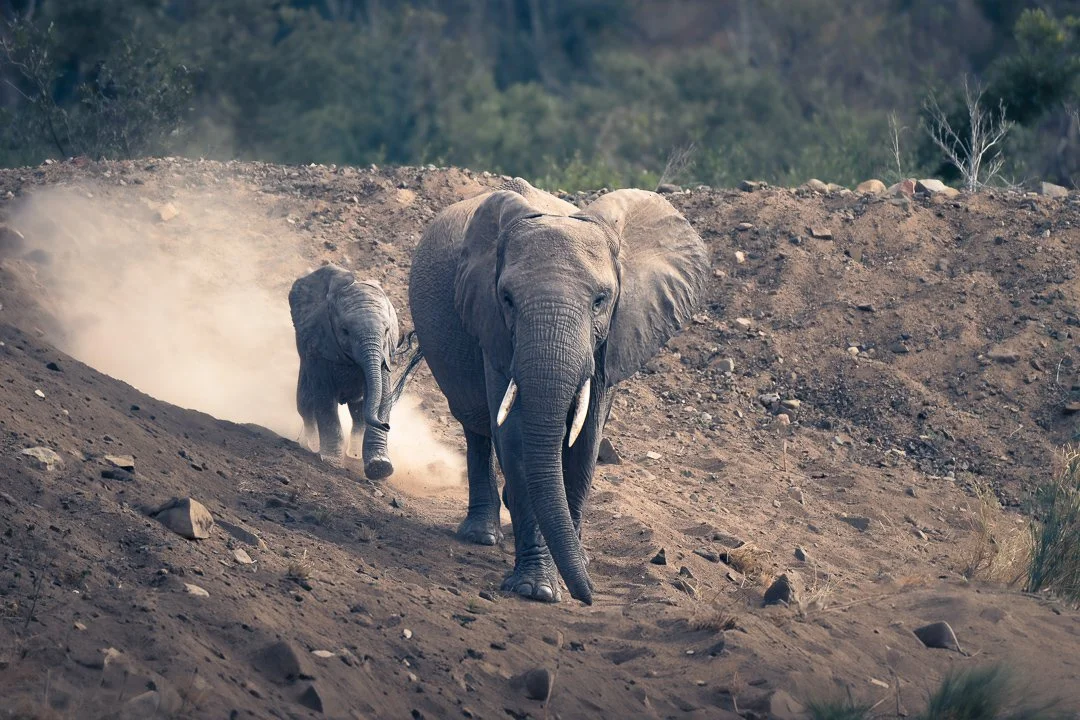 Elephant with calf.jpg
