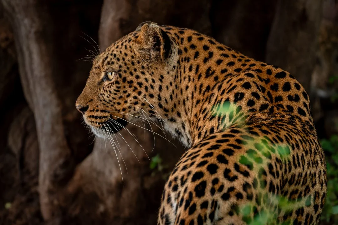 Leopardess.jpg