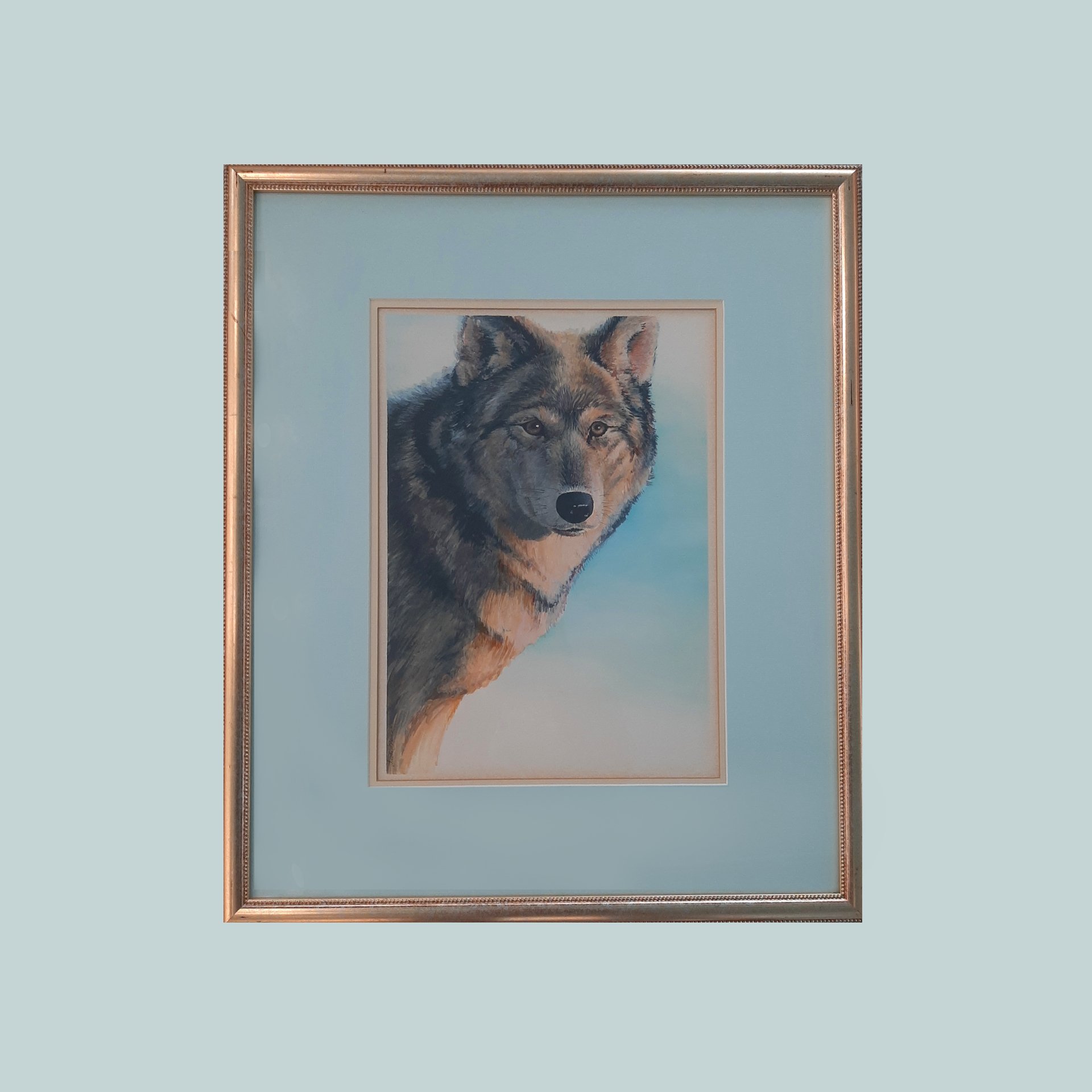 Grey Wolf Stare
