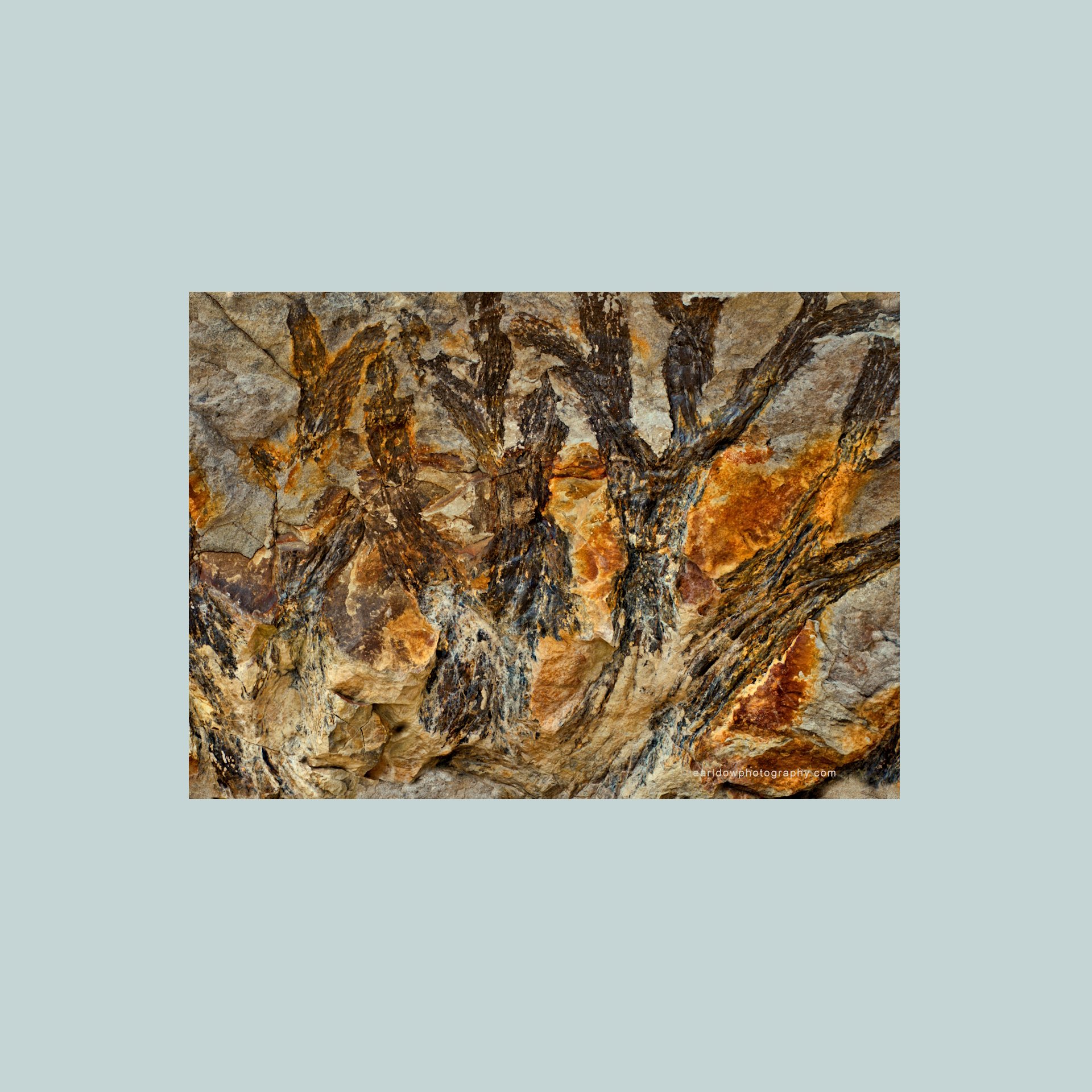 Fern of Fire
