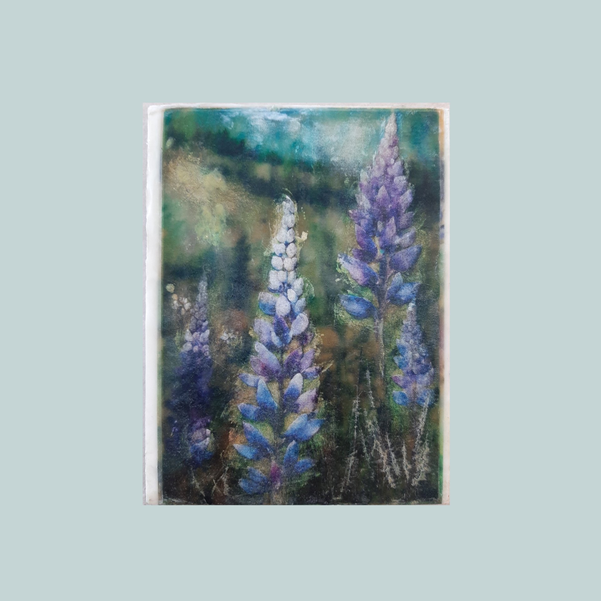 Lupine II