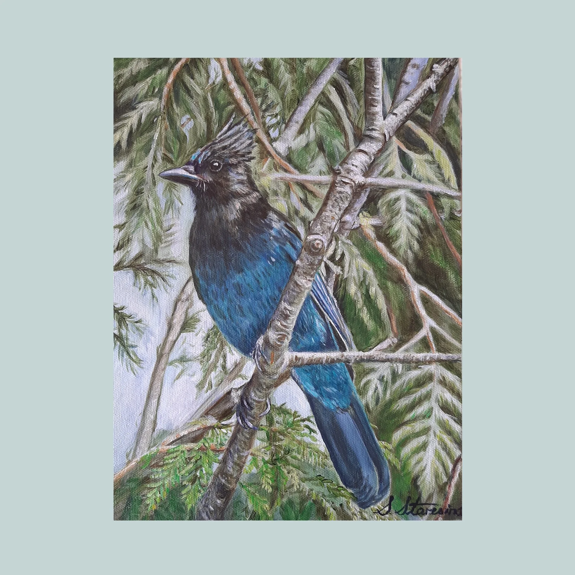 Steller's Jay