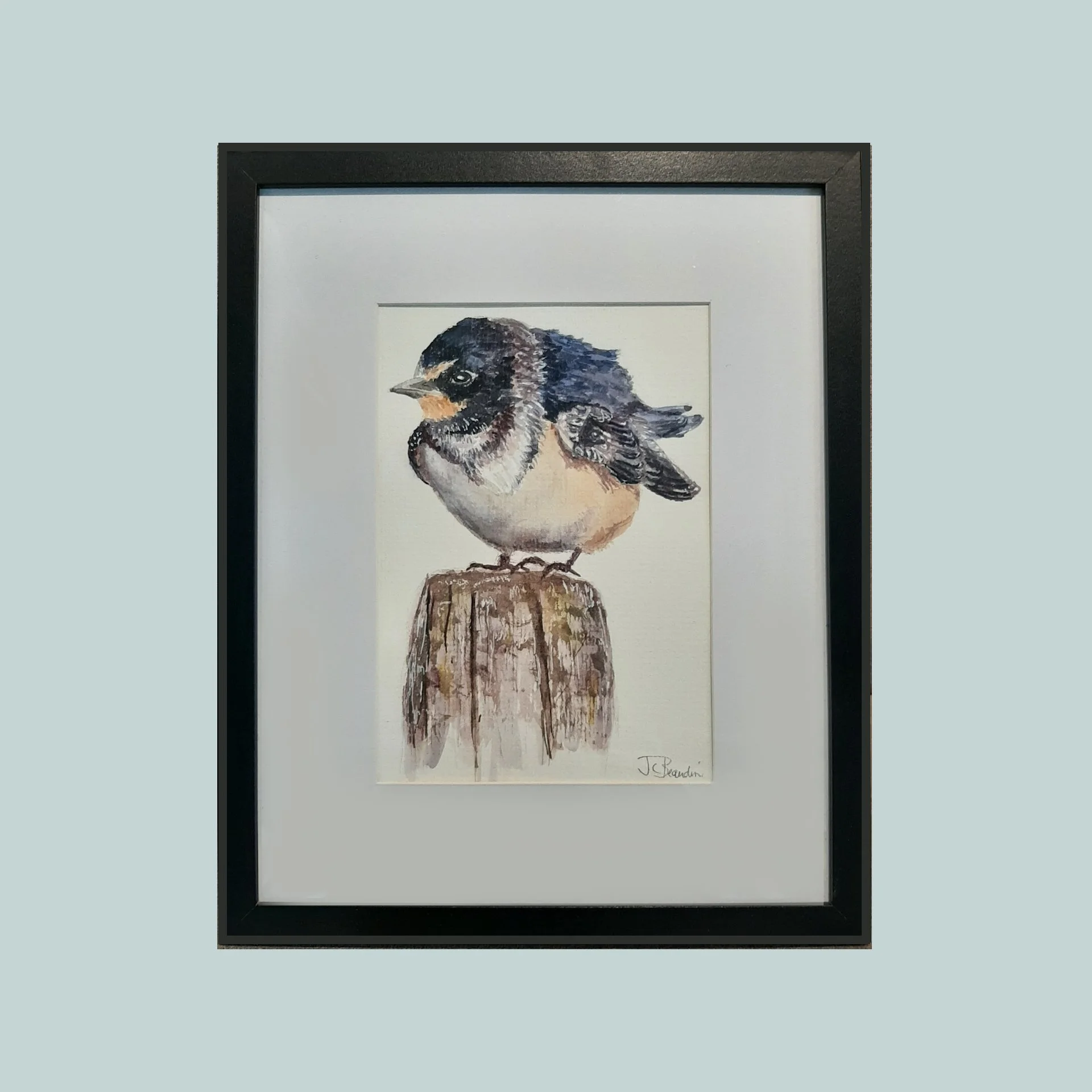 SG000794 - Barnyard Swallow.jpg